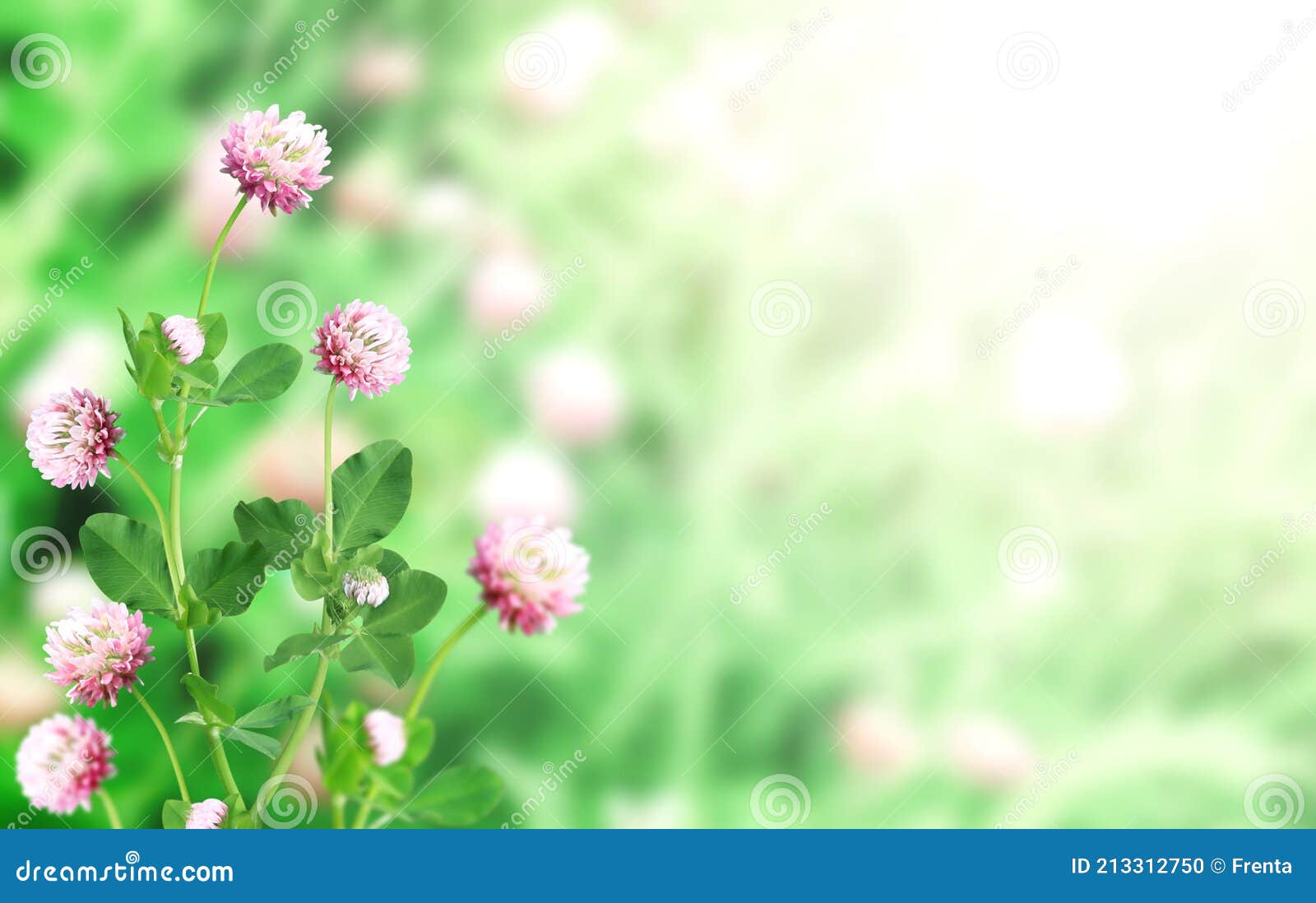在阳光明媚的性质之春 背景的野生红三叶草车轴草pratense 库存照片 图片包括有运气 叶子 在阳光明媚的性质之春 背景的野生红三叶草车轴草pratense 库存照片 图片包括有运气 叶子