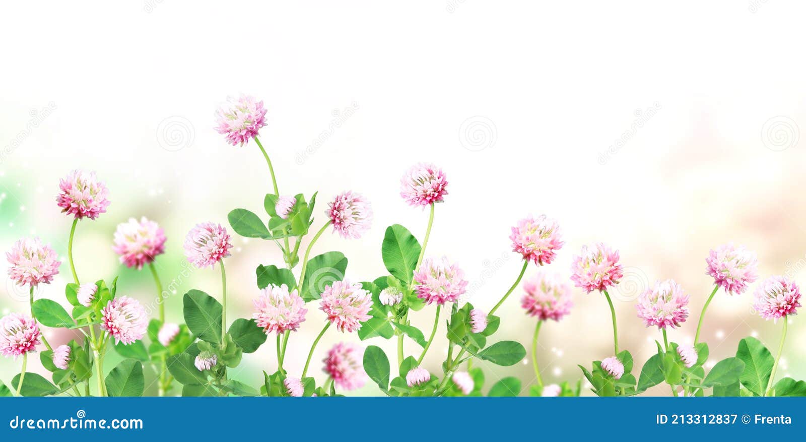 在阳光明媚的性质之春 背景的野生红三叶草车轴草pratense 库存图片 图片包括有庭院 生态