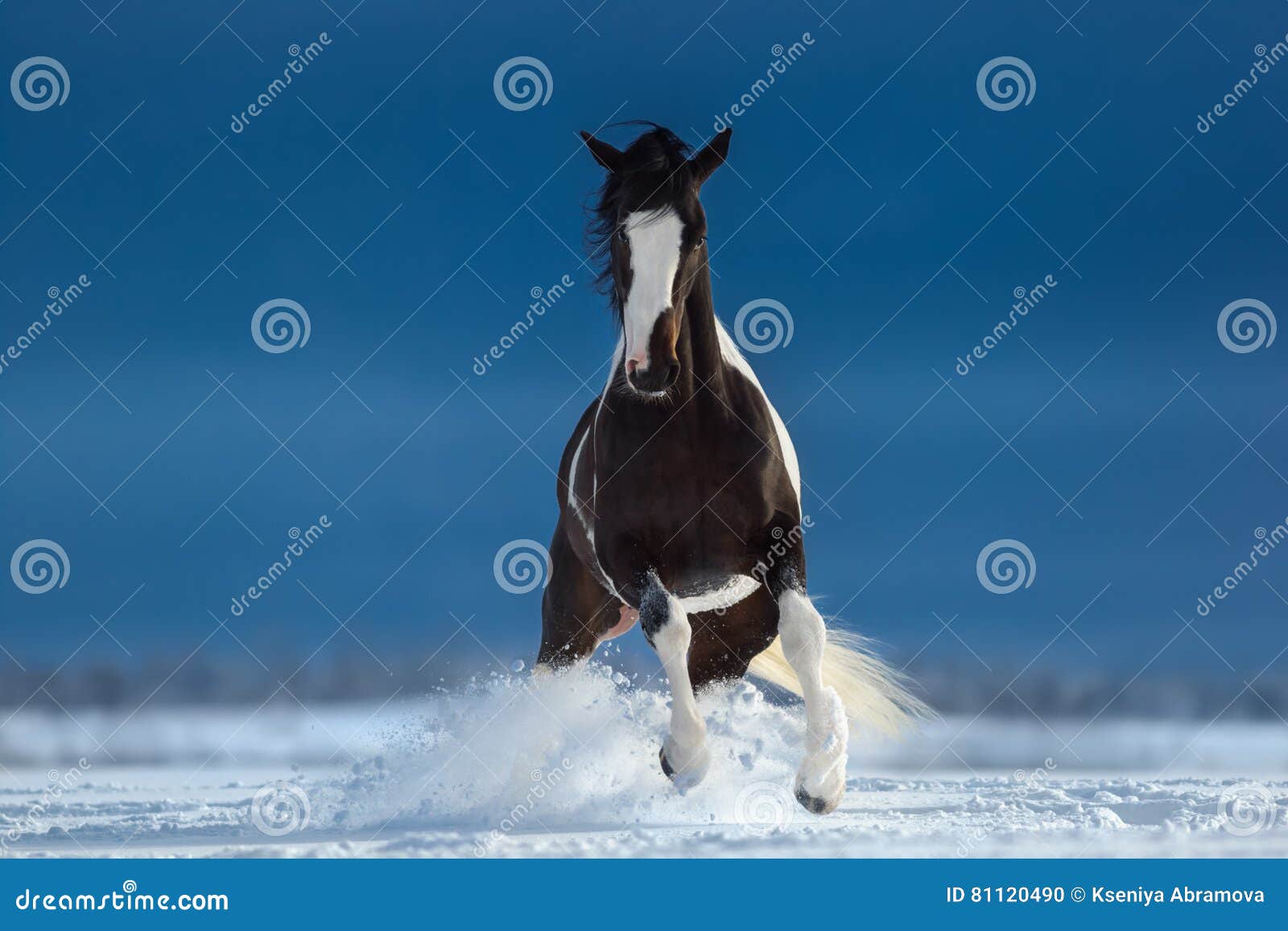 在雪原的美国油漆马正面图库存照片 图片包括有 在雪原的美国油漆马正面图库存照片 图片包括有