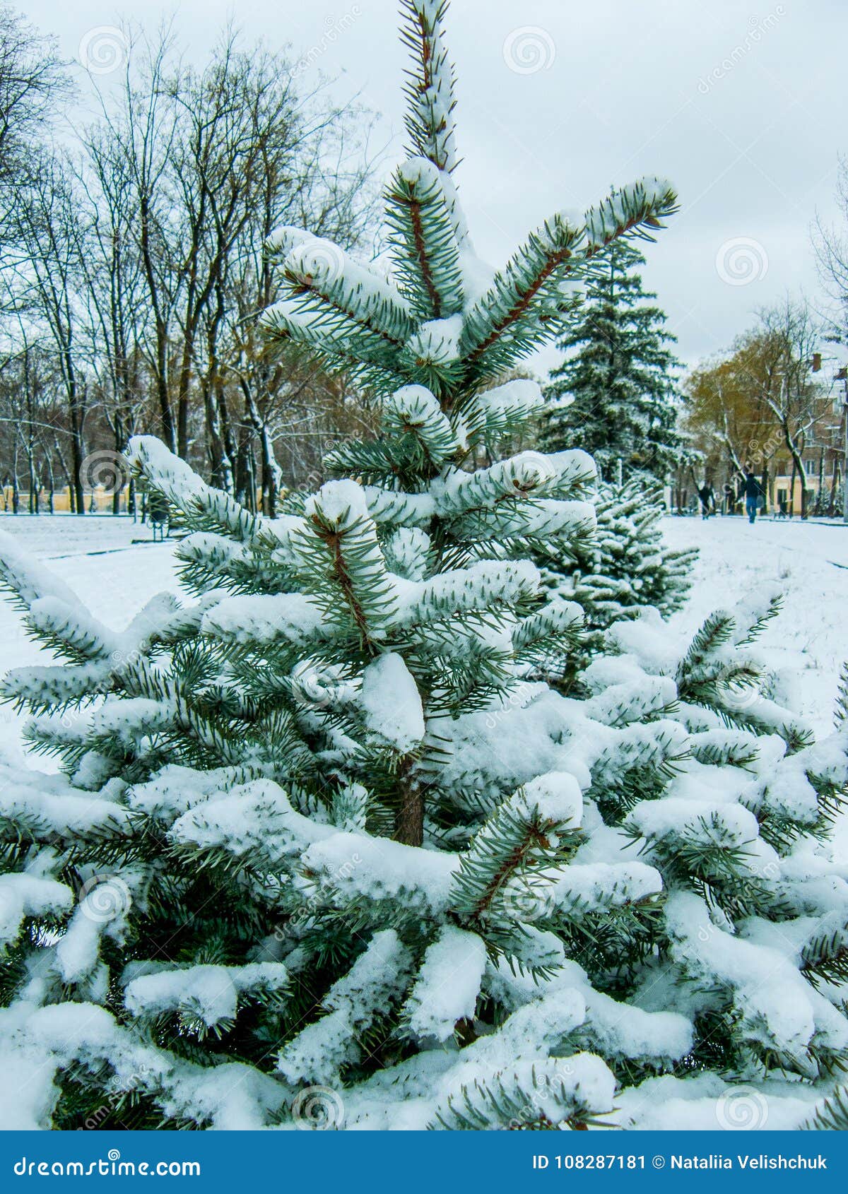 在雪的一点针叶树小杉树 在一个雪被撒布的城市 前景的 大在第二背景为库存图片 图片包括有在雪的一点针叶树 背景为 在雪的一点针叶树小杉树 在一个雪被撒布的城市 前景的 大在第二背景为库存图片 图片包括有在雪的一点针叶树 背景为