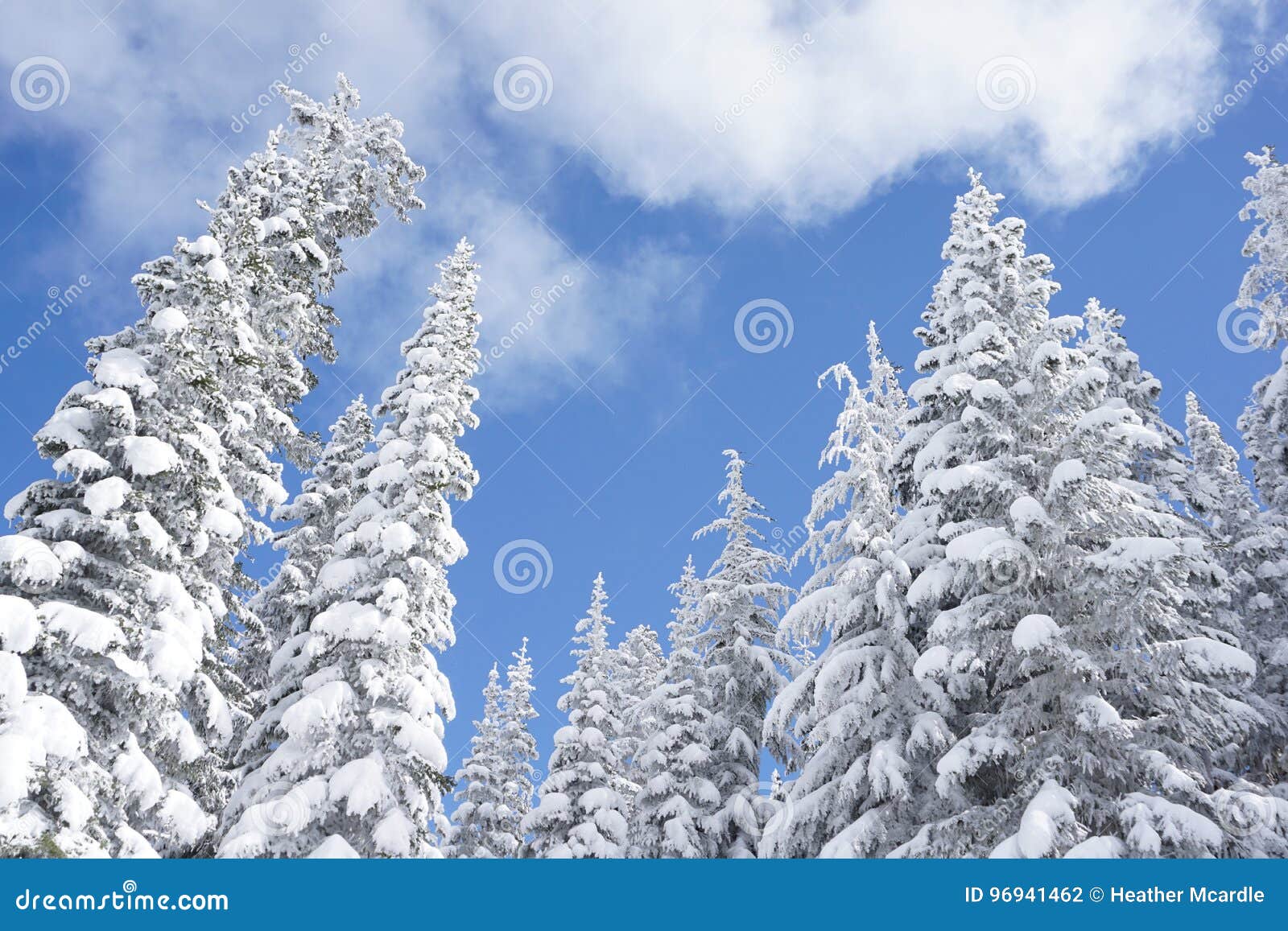 在雪盖的冬天针叶树库存照片 图片包括有建筑师 风景 塔玛拉克 北部 极性 针叶树 冬天 在雪盖的冬天针叶树库存照片 图片包括有建筑师 风景 塔玛拉克 北部 极性 针叶树 冬天