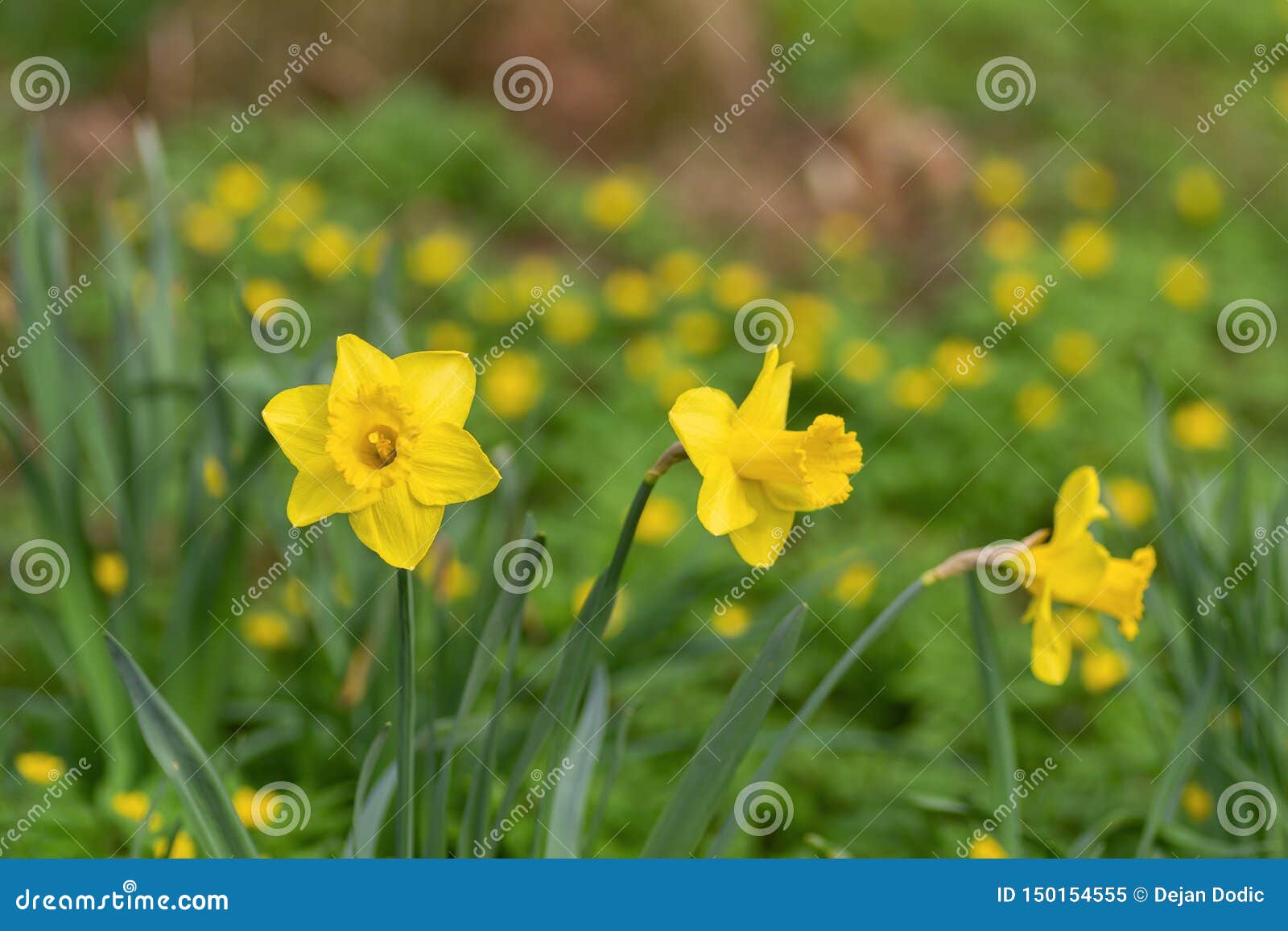 在领域的黄水仙花库存图片 图片包括有在领域的黄水仙花