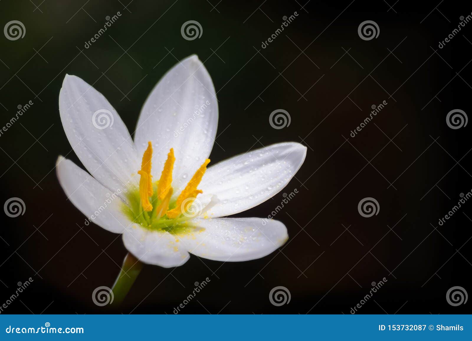 在黑暗的唯一白百合花库存图片 图片包括有在黑暗的唯一白百合花 在黑暗的唯一白百合花库存图片 图片包括有在黑暗的唯一白百合花