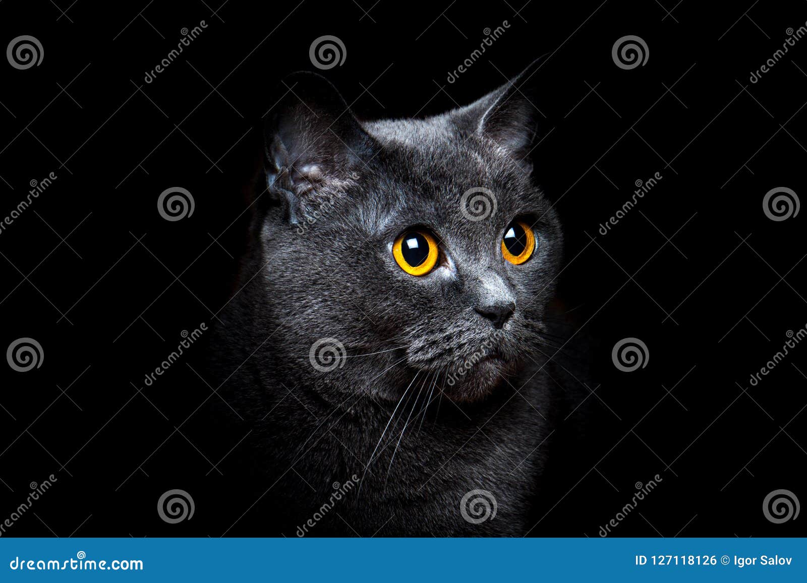 在黑背景的灰色英国shorthair猫库存照片 图片包括有 在黑背景的灰色英国shorthair猫库存照片 图片包括有