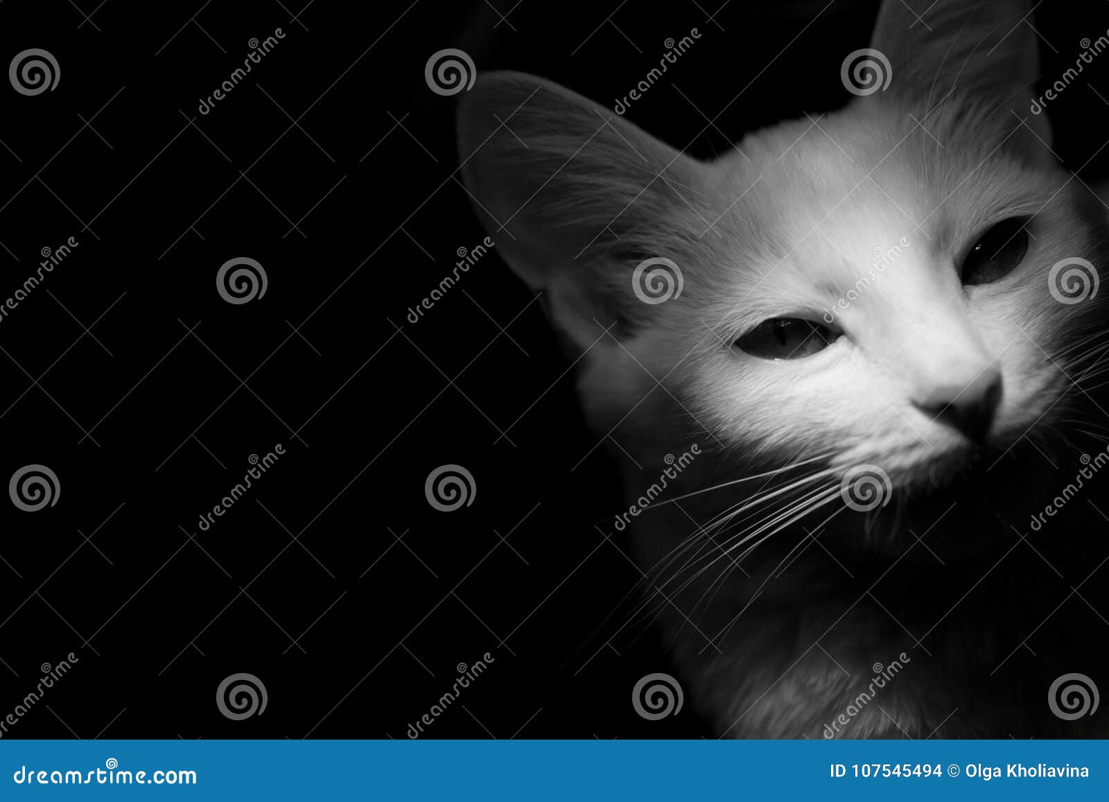 在黑背景的白色猫 神秘的艺术性的光库存照片 图片包括有哺乳动物 毛皮 背包 对比 似猫