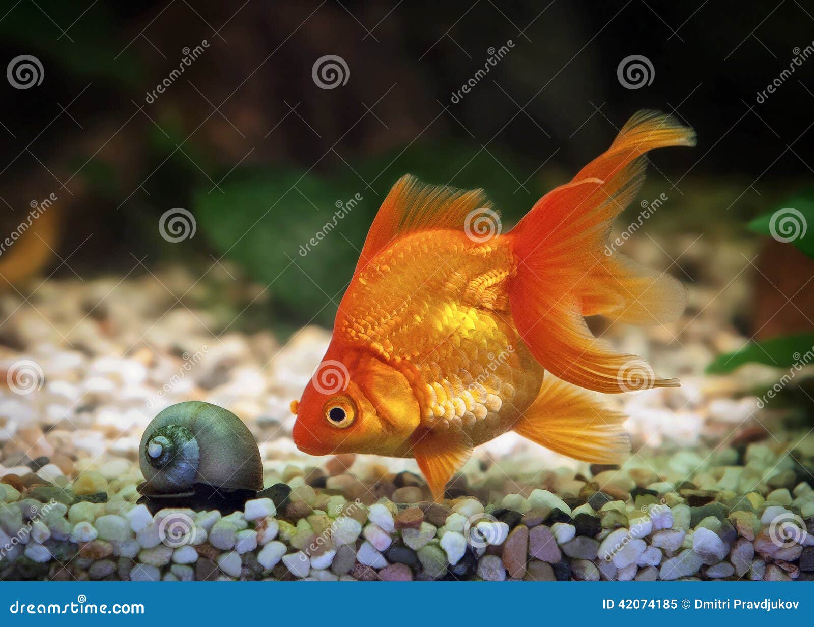 在水族馆的伟大的金鱼有绿色植物和石头的库存图片 图片包括有自由 行动 鱼缸 金黄 本质 结算