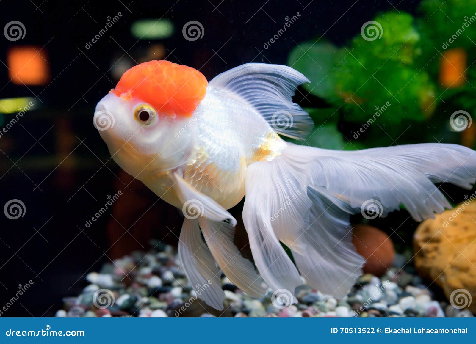 在水族馆的金鱼有绿色植物 断枝和石头的库存照片 图片包括有水族馆 特写镜头 概念 关闭 橙色