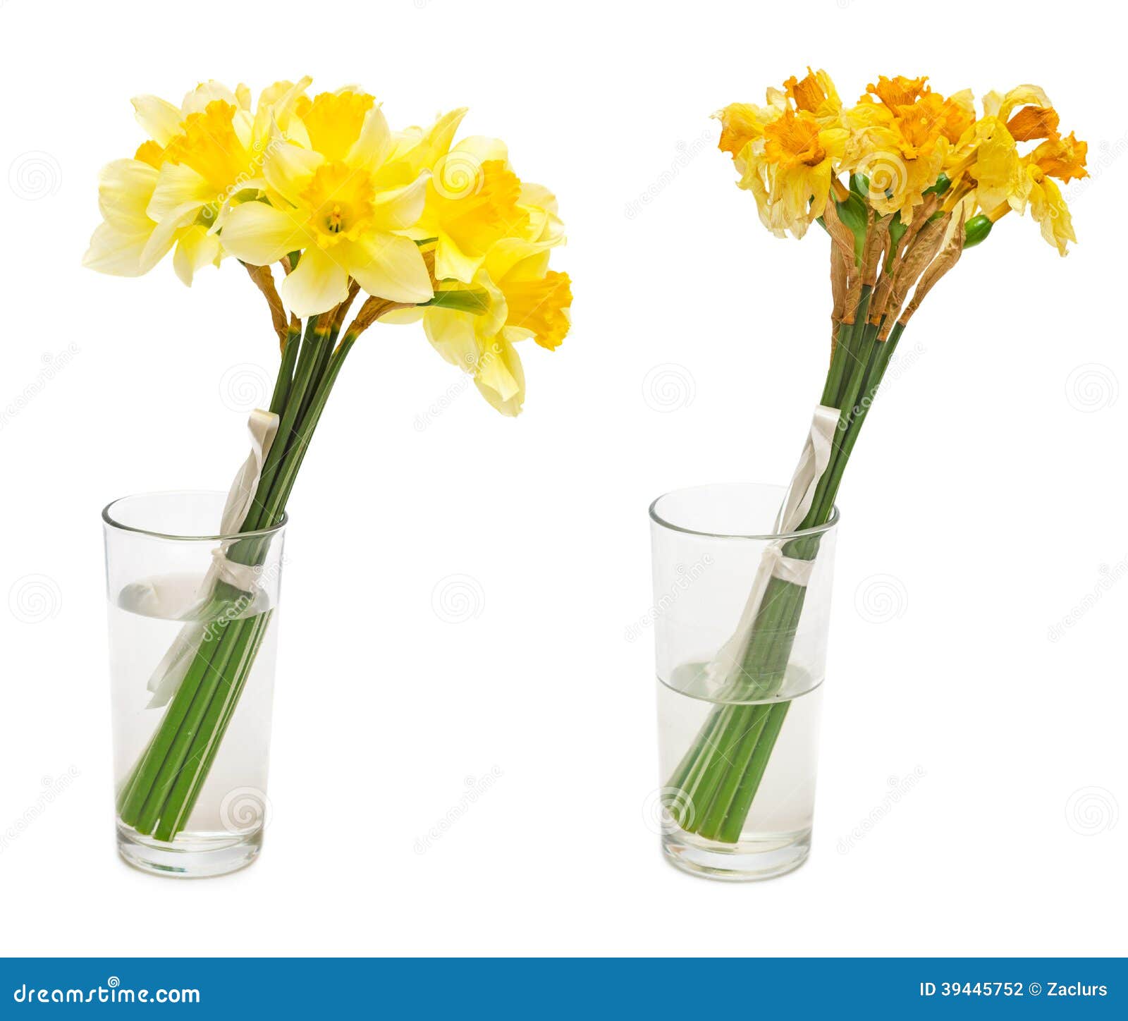在玻璃花瓶的黄水仙花库存照片 图片包括有生活 黄水仙 查出 烘干 任意 覆盖物 收集 在玻璃花瓶的黄水仙花库存照片 图片包括有生活 黄水仙 查出 烘干 任意 覆盖物 收集