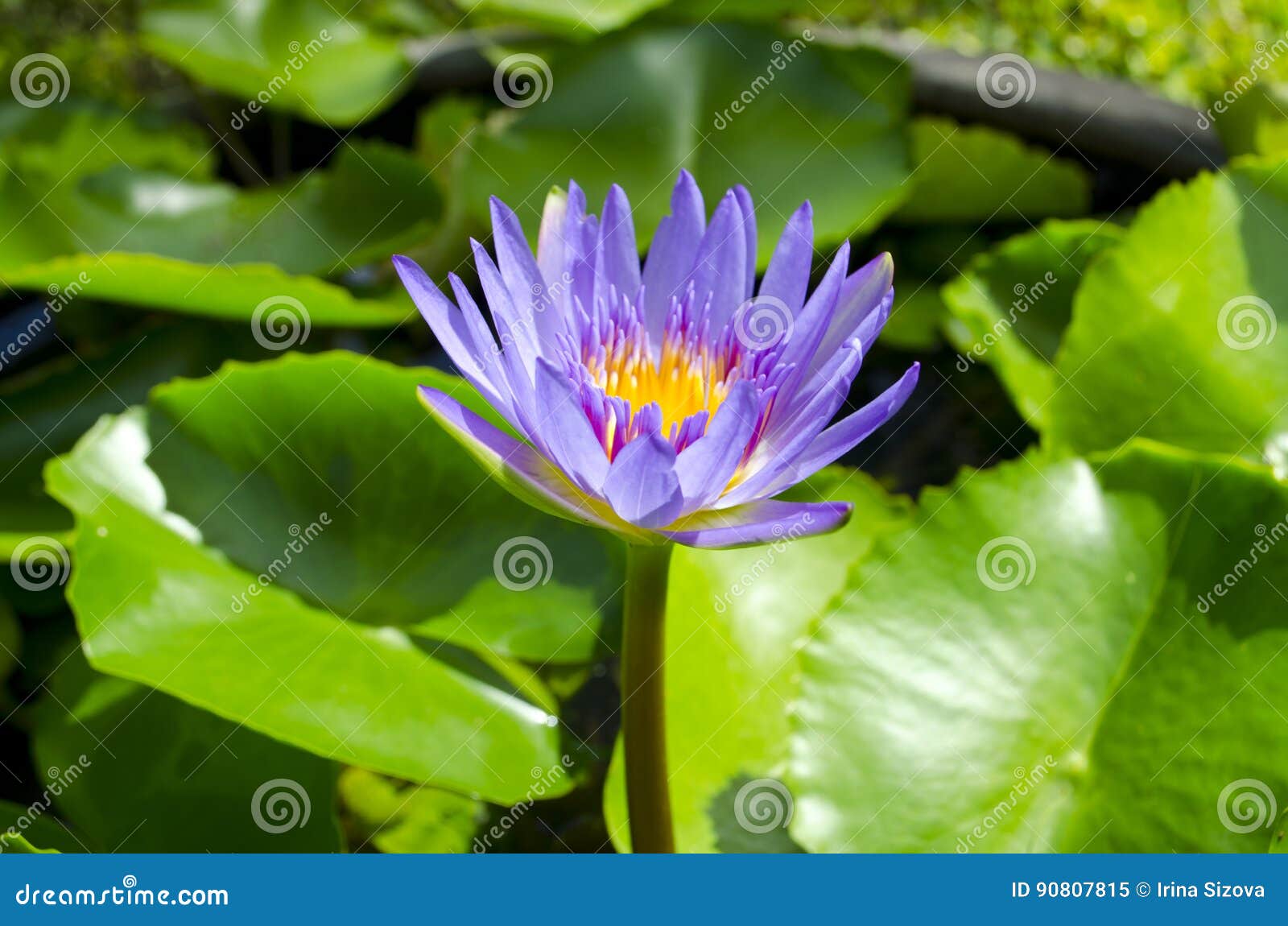 在绿色叶子之间的淡紫色水莲花库存图片 图片包括有晴朗 绿色 符号 夏天 紫罗兰色 温泉