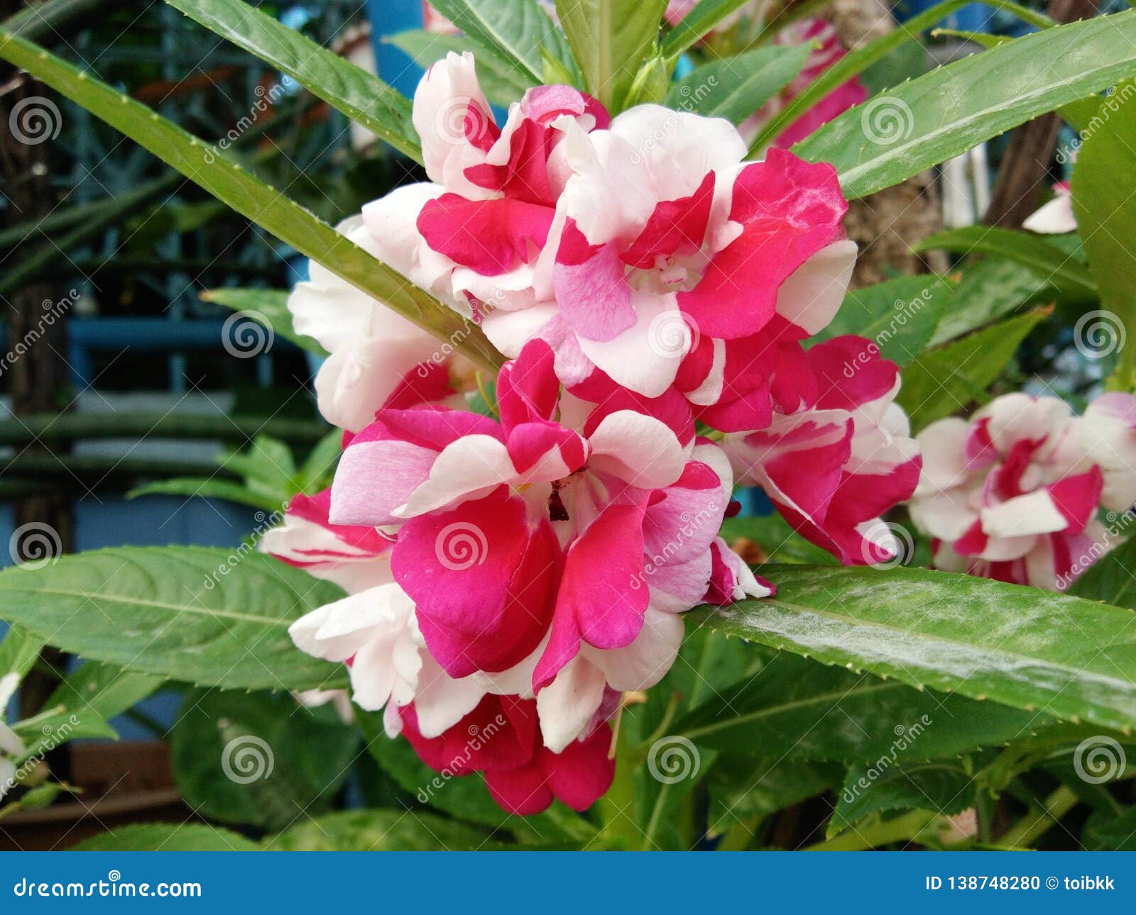 在impatiens Balsamina 庭院凤仙花树的开花新桃红色红色白花库存照片 图片包括有绿色 凤仙属