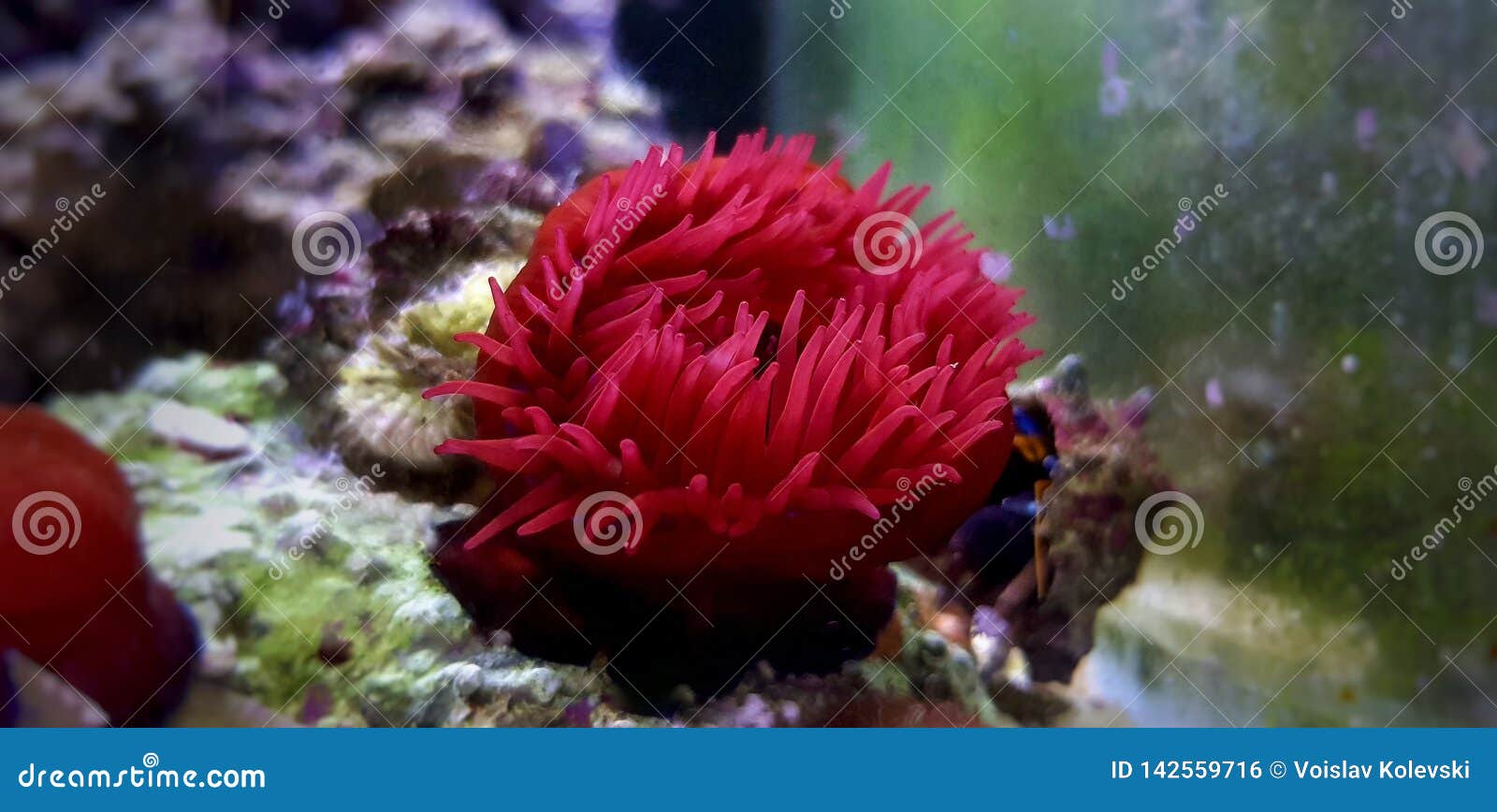 地中海红番茄库存照片 图片包括有生物 粉红色 敌意 火箭筒 挪威 克罗地亚 希腊 特写镜头