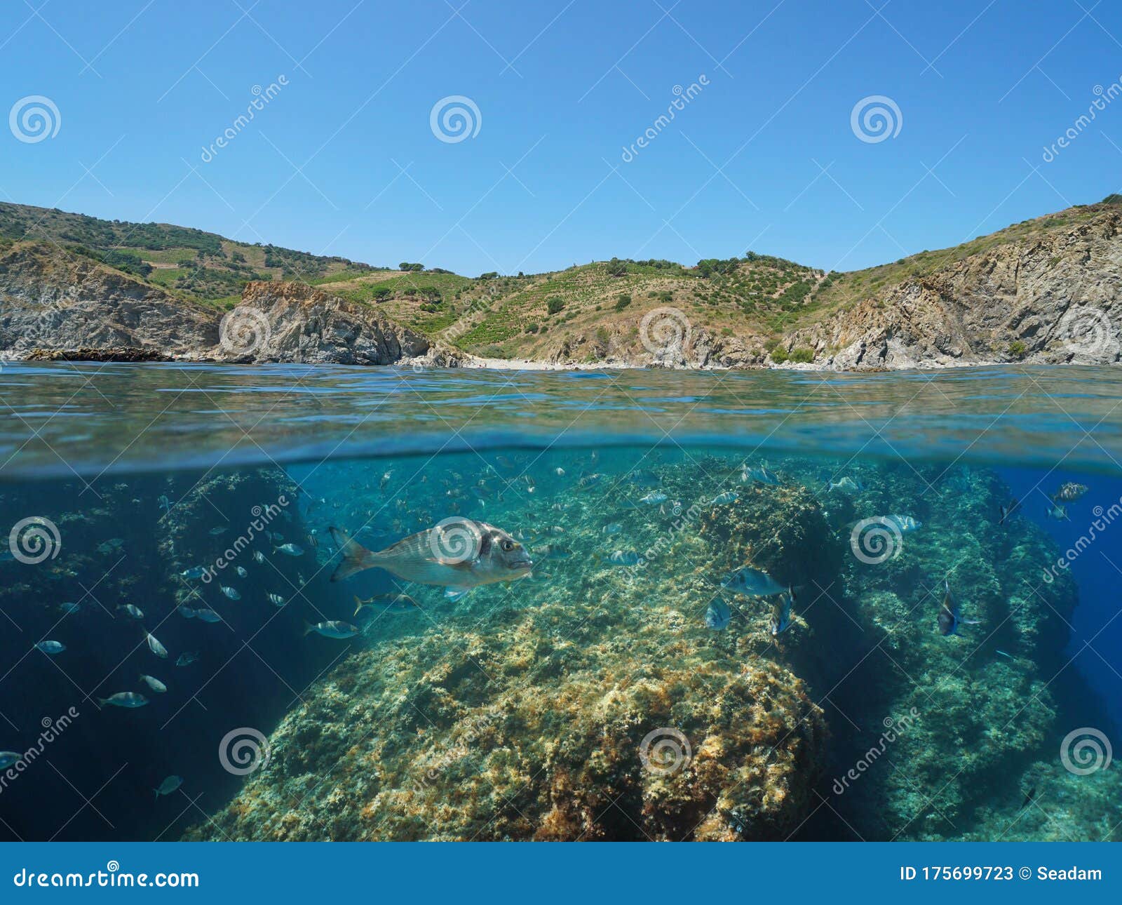 地中海鱼类库存图片 图片包括有在海中 表面 已分解 海景 降低 海岸 海岸线 夏天 地中海鱼类库存图片 图片包括有在海中 表面 已分解 海景 降低 海岸 海岸线 夏天