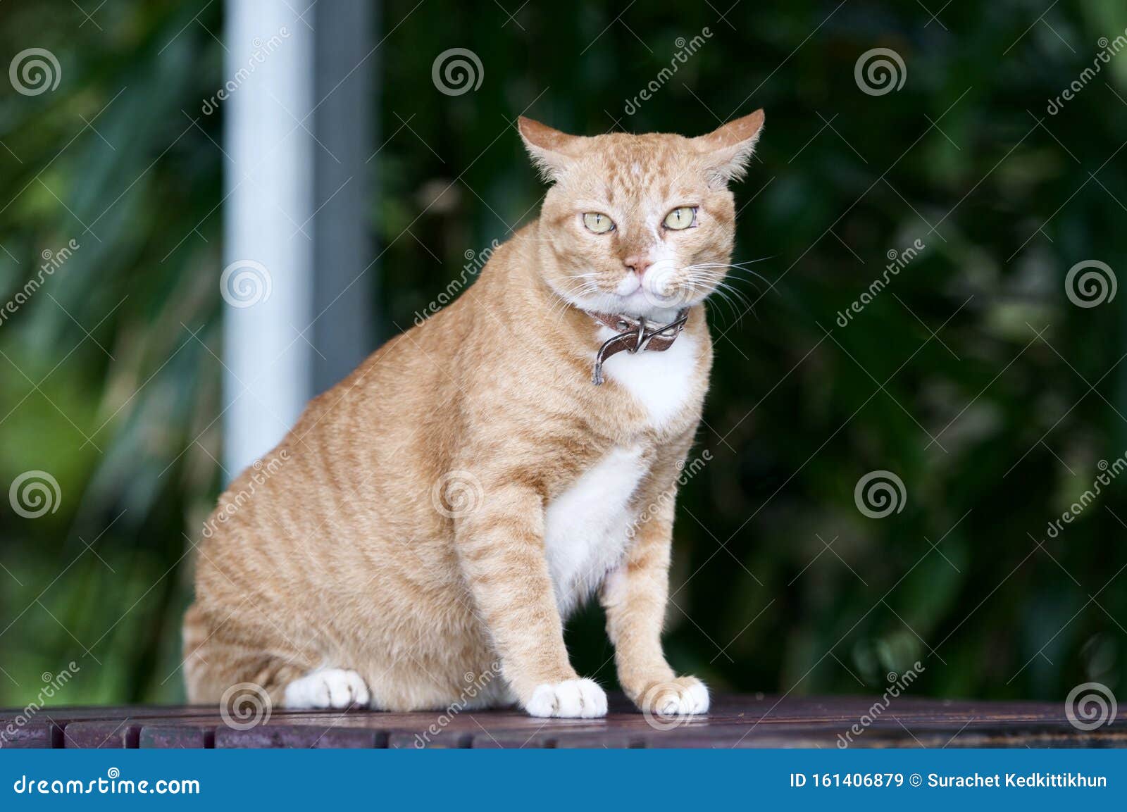 地板上美丽的猫阳光明媚的夏日户外背景中可爱猫的画像家庭照顾的概念库存图片 图片包括有家庭 关心