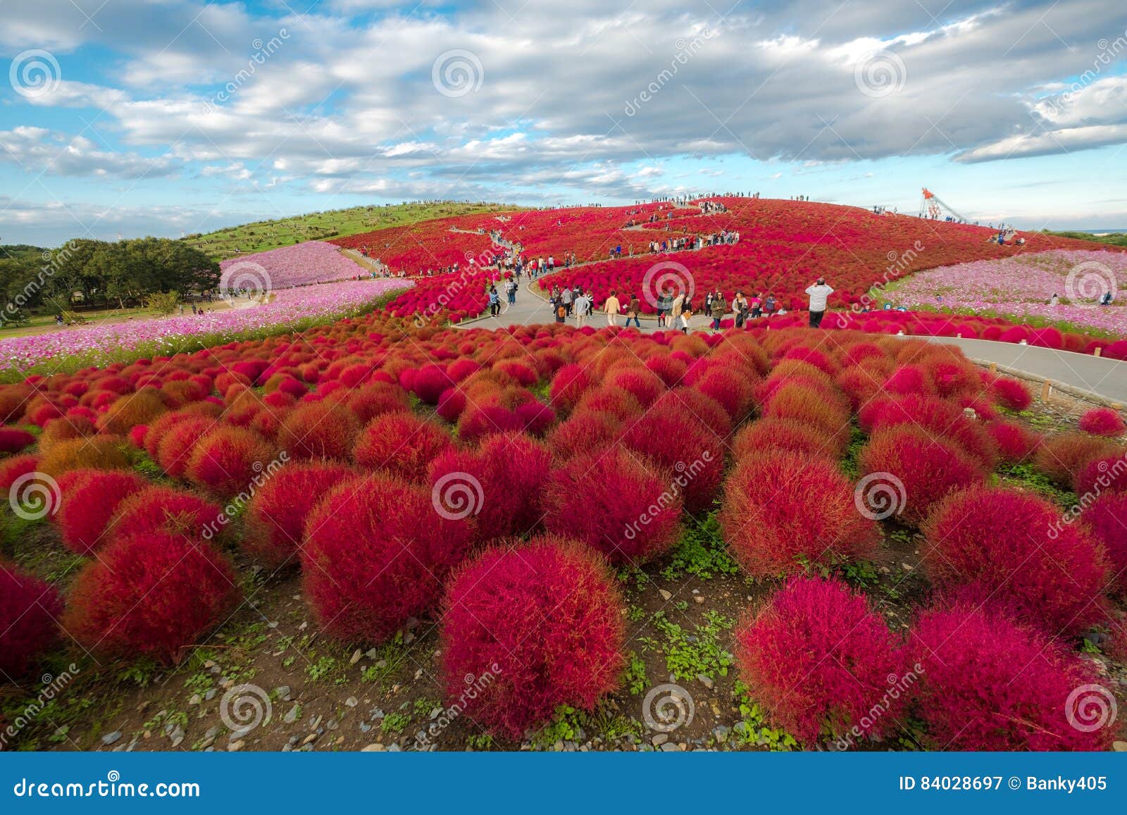 地肤在kokuei日立海滨公园 日立中 茨城图库摄影片 图片包括有日本 柏柏 草本 本质 叶子 地肤在kokuei日立海滨公园 日立中 茨城图库摄影片 图片包括有日本 柏柏 草本 本质 叶子