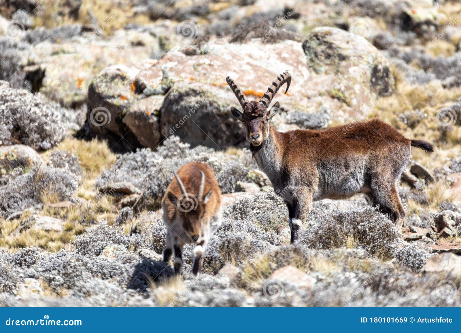 埃塞俄比亚西米恩山的稀有walia Ibex 库存图片 图片包括有ibex 埃塞俄比亚西米恩山的稀有walia 埃塞俄比亚西米恩山的稀有walia Ibex 库存图片 图片包括有ibex 埃塞俄比亚西米恩山的稀有walia