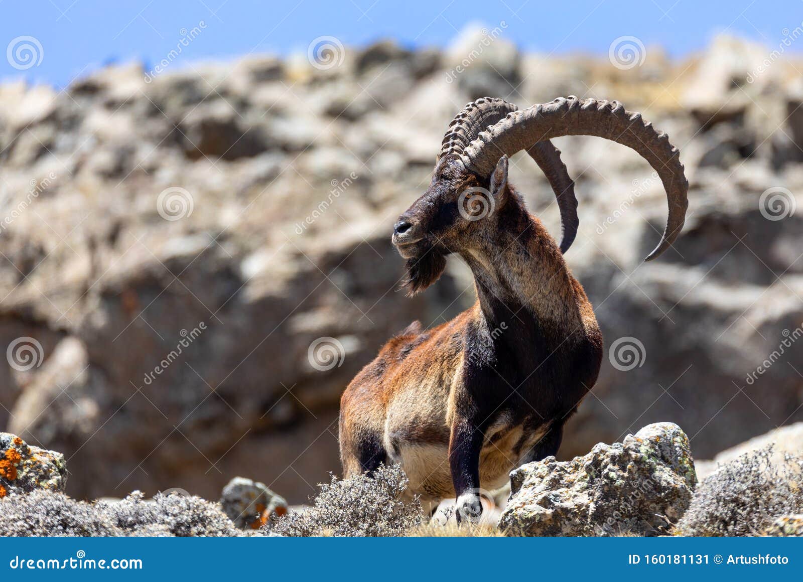 埃塞俄比亚西米昂野生动物珍稀walia Ibex 库存图片 图片包括有ibex 埃塞俄比亚西米昂野生动物珍稀walia 埃塞俄比亚西米昂野生动物珍稀walia Ibex 库存图片 图片包括有ibex 埃塞俄比亚西米昂野生动物珍稀walia