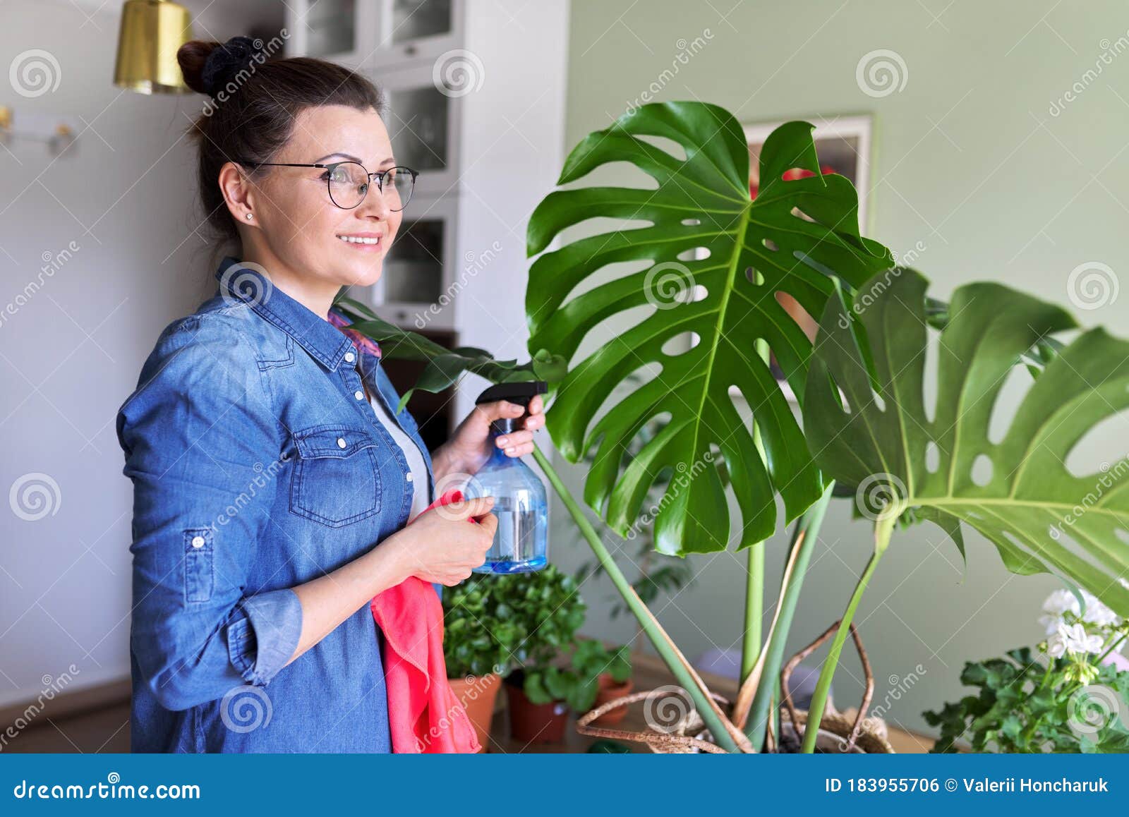 城市丛林 室内盆栽植物 照顾月桂树叶的女人库存照片 图片包括有业余爱好 摄影 家事 草本