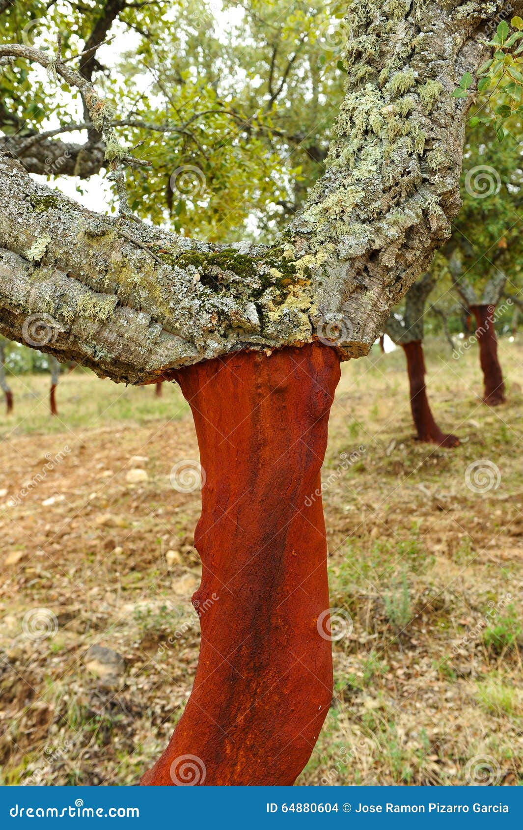 塞住收获 没有黄柏 安大路西亚 西班牙的红色栓皮栎库存照片 图片包括有 塞住收获 没有黄柏 安大路西亚 西班牙的红色栓皮栎库存照片 图片包括有