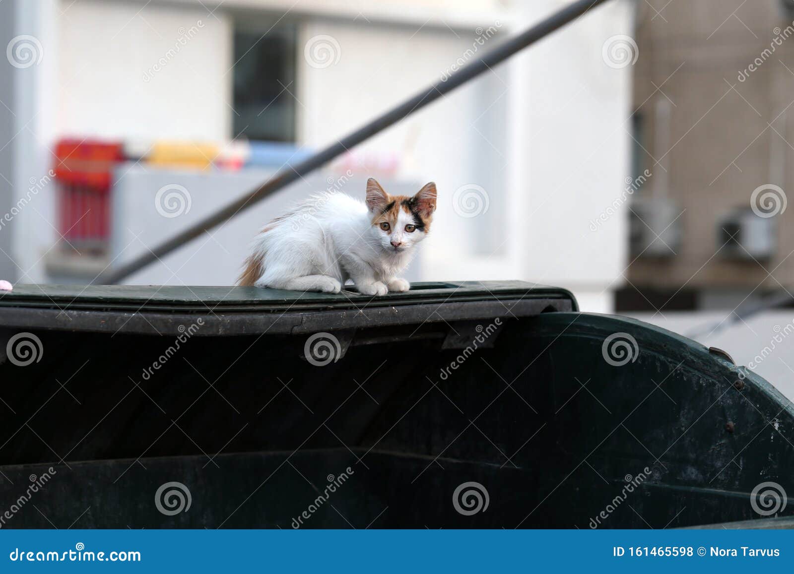 塞浦路斯 野猫 在垃圾桶上警戒库存照片 图片包括有可爱 多彩多姿 欧洲 自由 哺乳动物