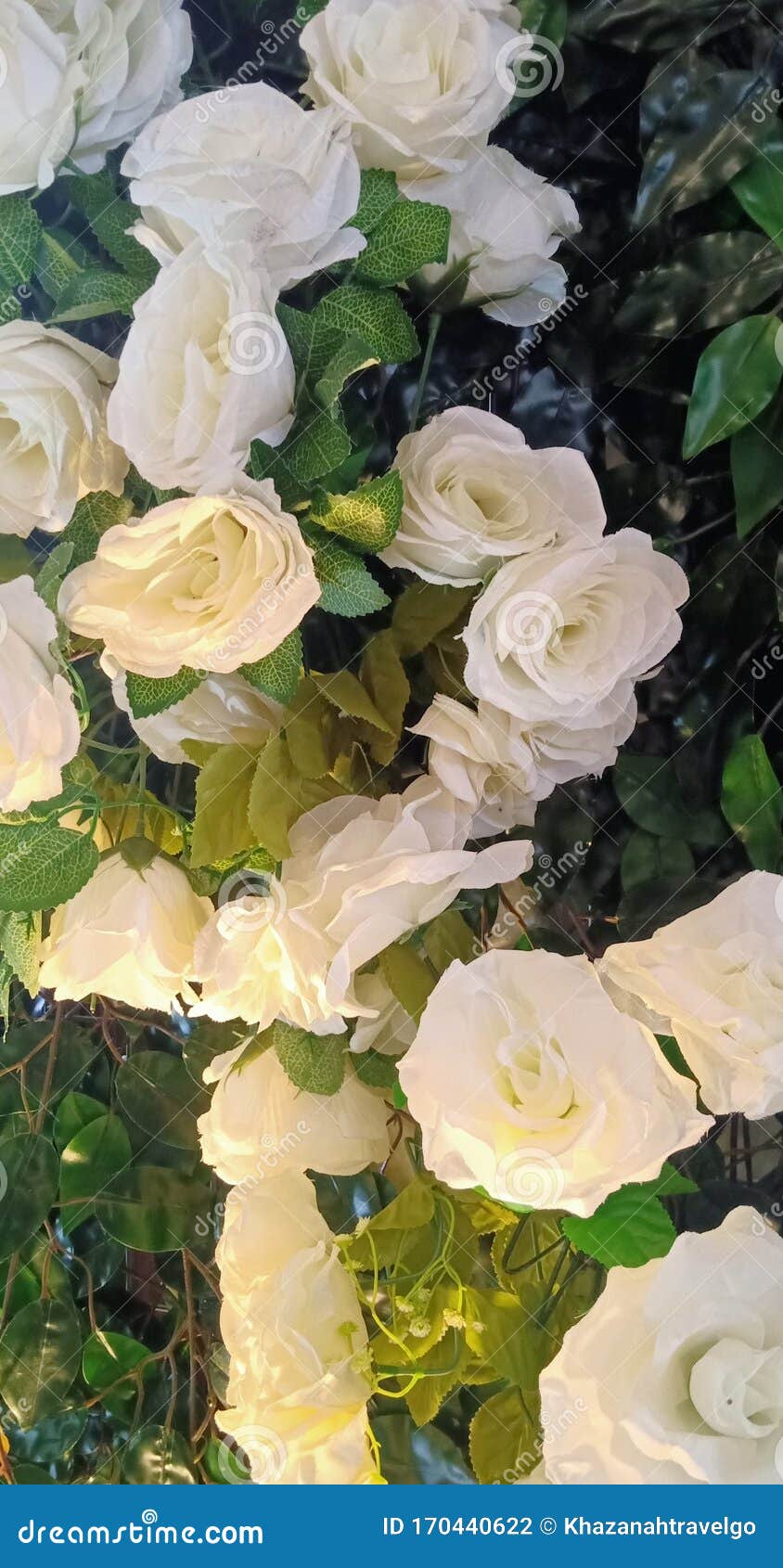 壁纸的白玫瑰库存照片 图片包括有开花 绽放 室内 墙纸 惊奇 玫瑰 庭院 常青树
