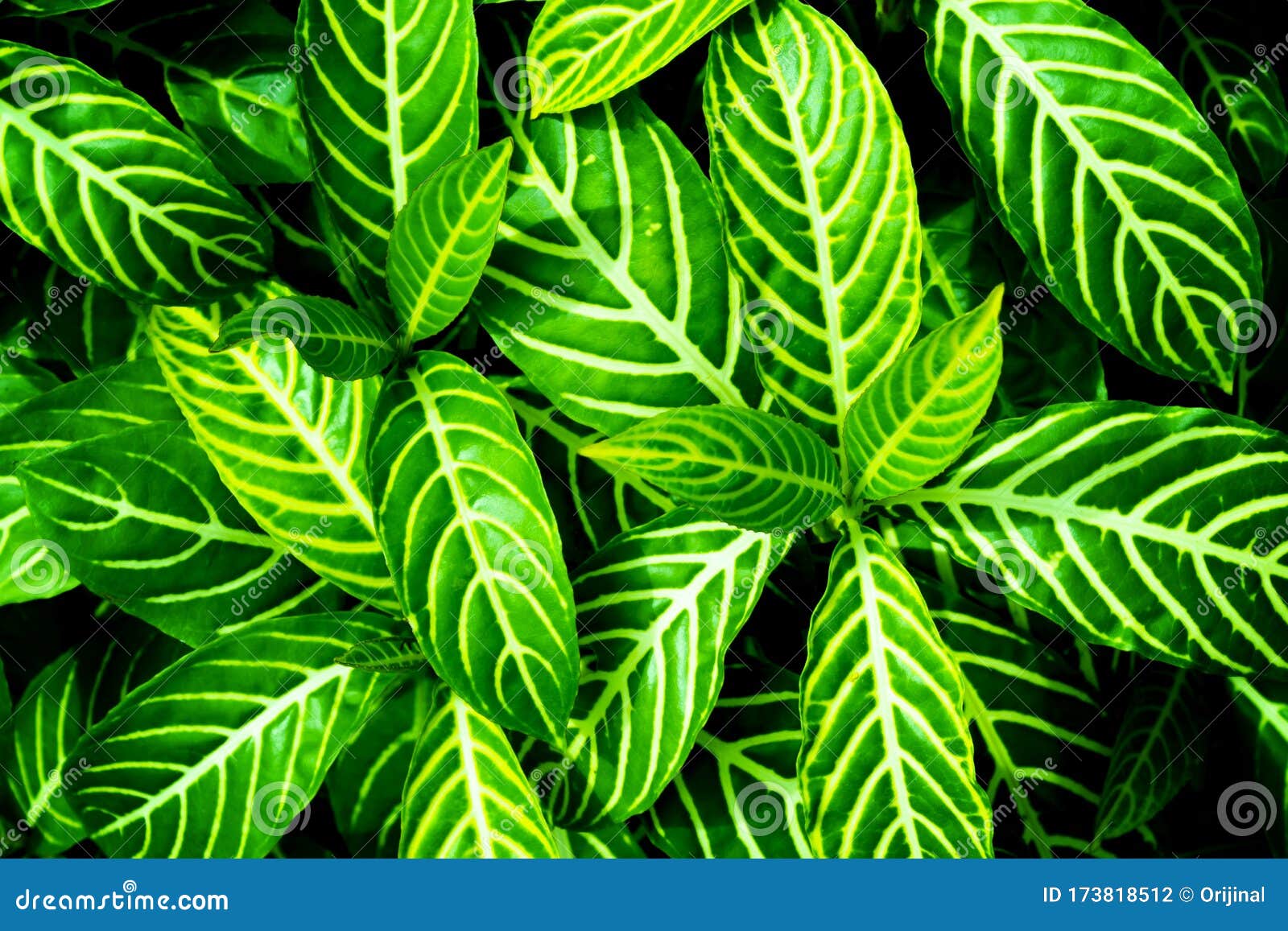 壁纸背景的绿叶背景 自然背景 绿叶纹理 自然深绿色背景库存照片 图片包括有玻色子 自然