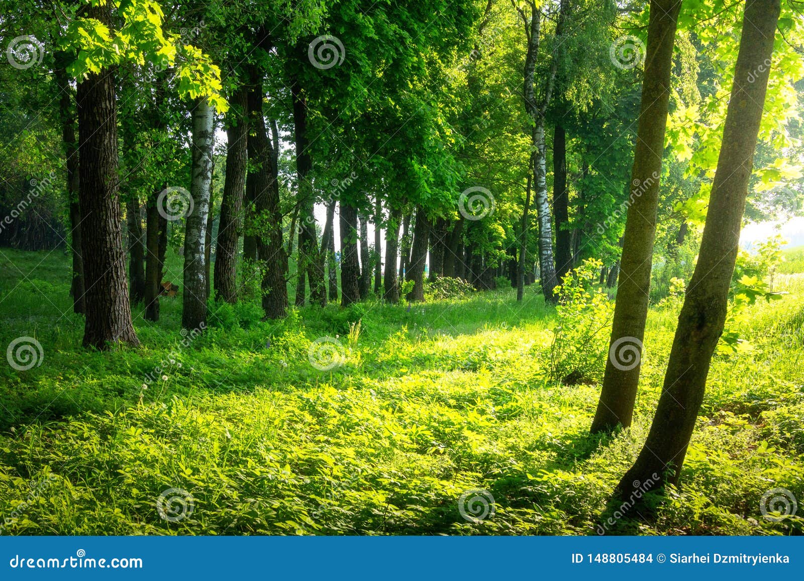 夏天森林晴朗的绿色森林风景明亮的森林在阳光下风景晴朗的自然库存照片 图片包括有原野 云杉