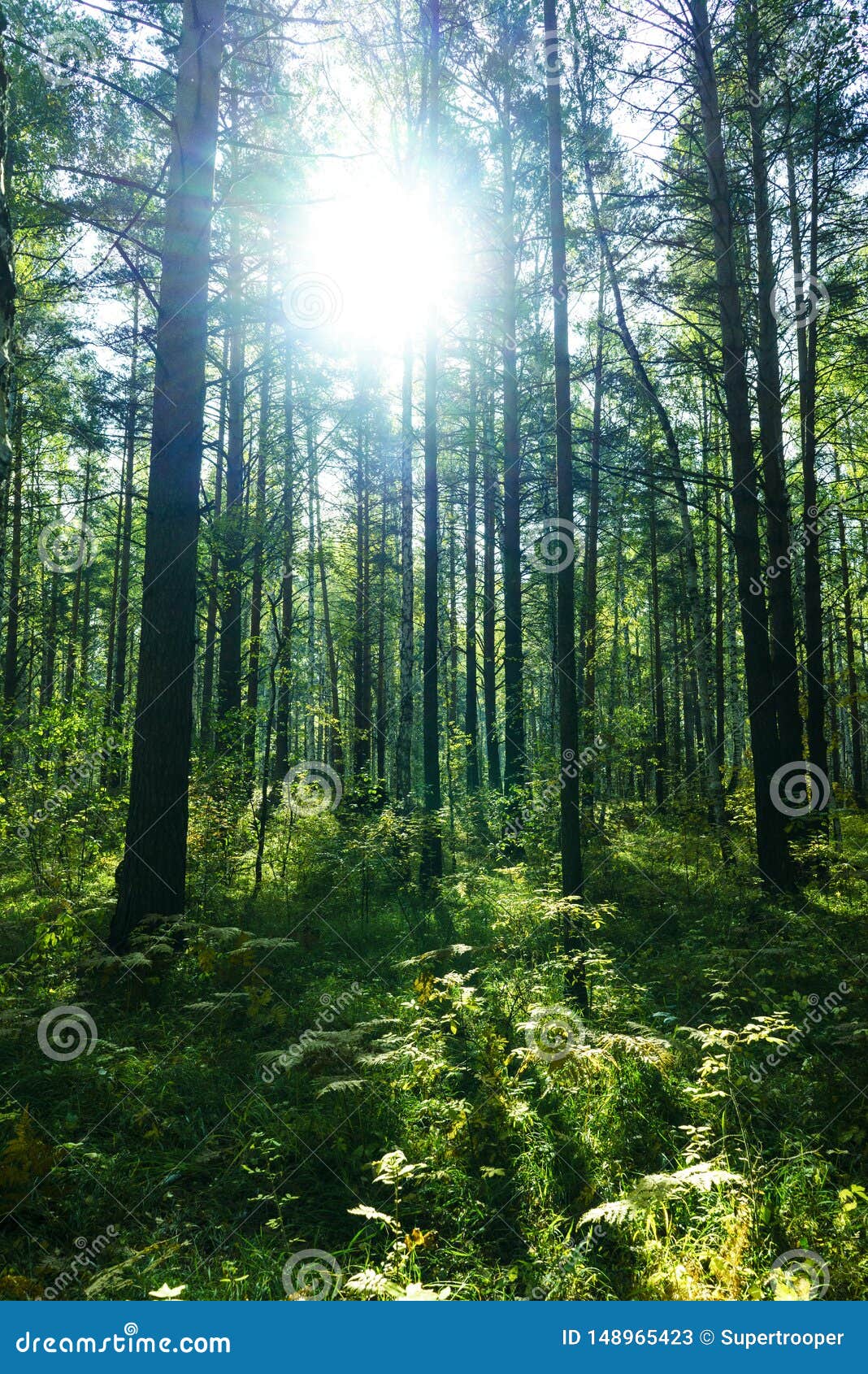 夏天森林背景库存图片 图片包括有 夏天森林背景库存图片 图片包括有