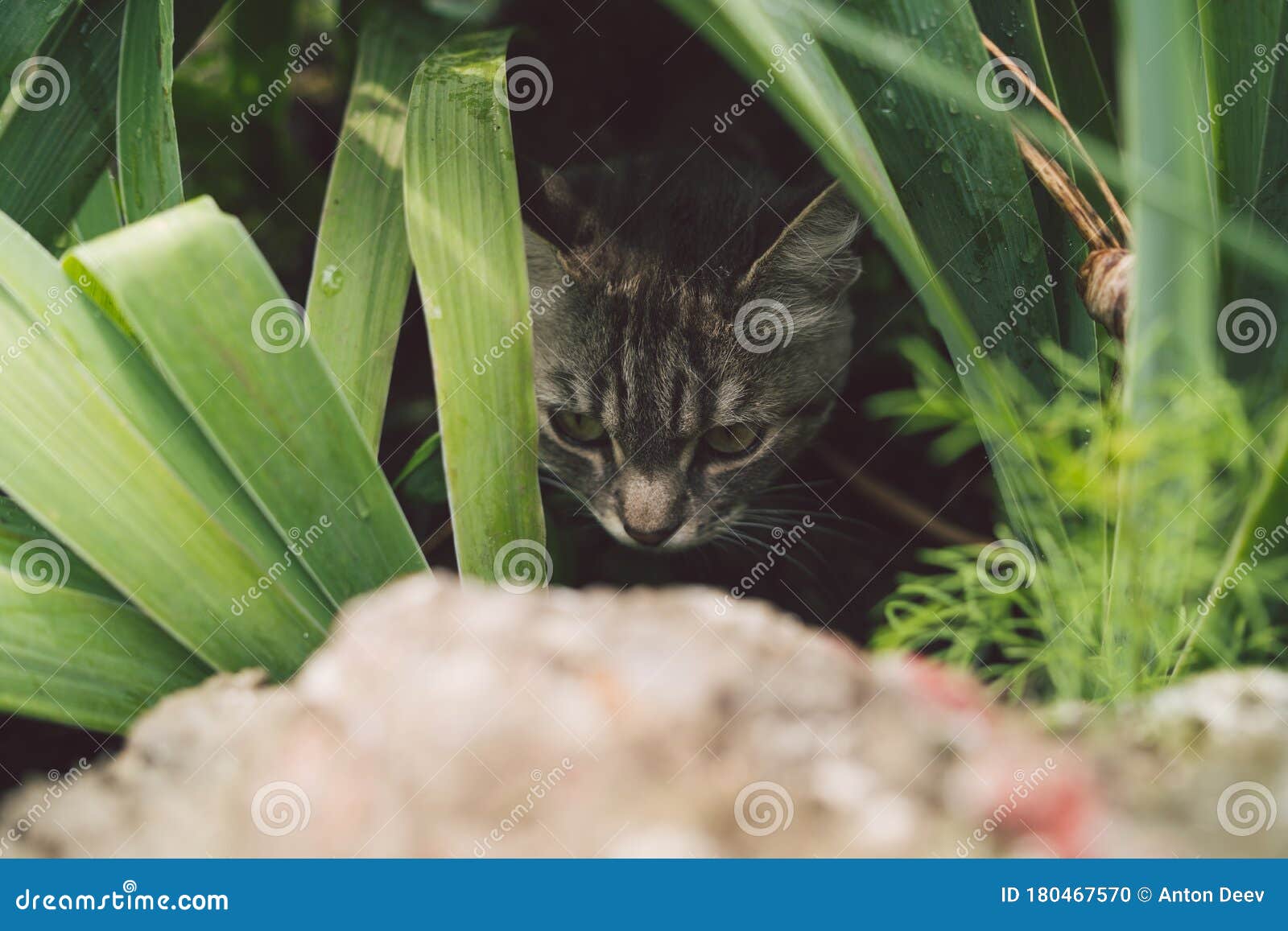 夏天猫躲在草丛里躺在夏草地上绿草丛中的猫美丽的猫肖像库存照片 图片包括有蓬松 全部赌注