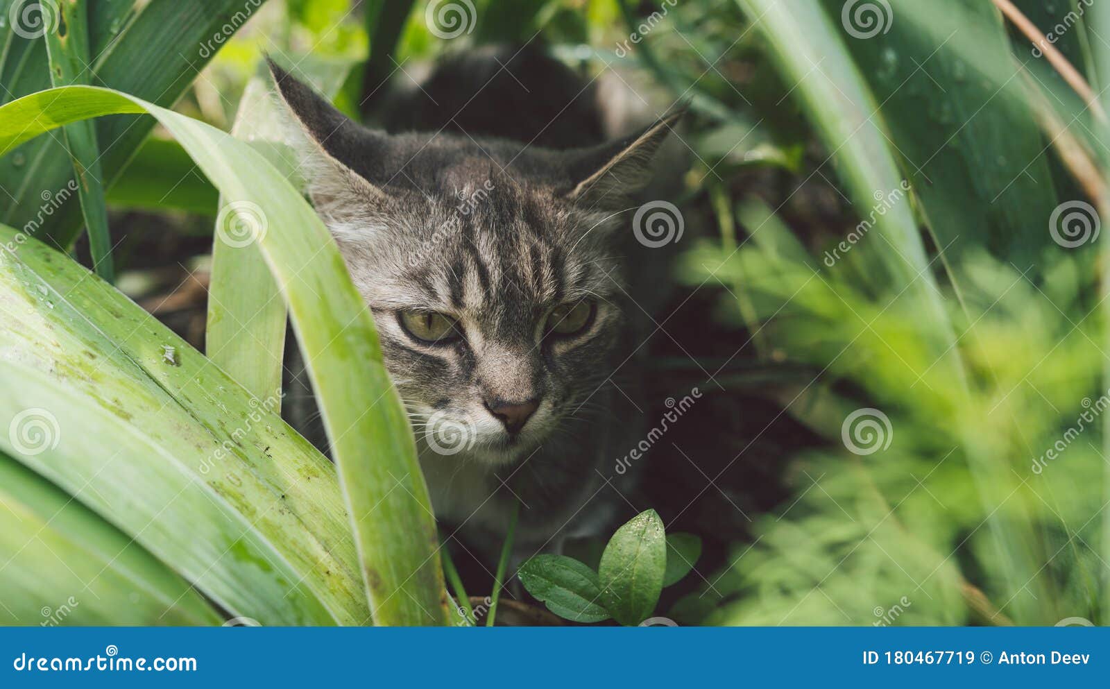 夏天猫躲在草丛里躺在夏草地上绿草丛中的猫美丽的猫肖像库存图片 图片包括有哺乳动物 蓬松