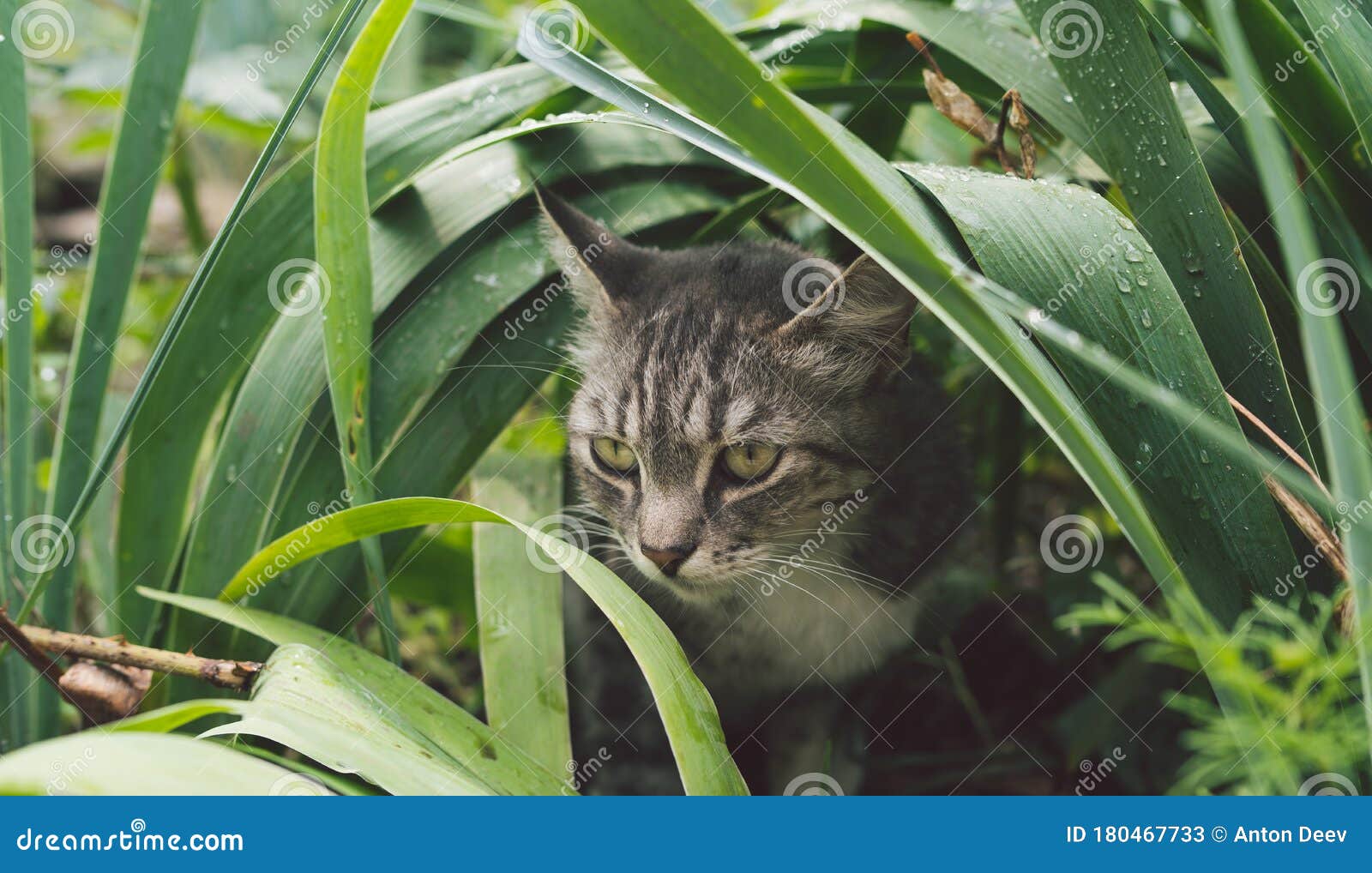 夏天猫躲在草丛里躺在夏草地上绿草丛中的猫美丽的猫肖像库存图片 图片包括有茴香 绿色 夏天猫躲在草丛里躺在夏草地上绿草丛中的猫美丽的猫肖像库存图片 图片包括有茴香 绿色