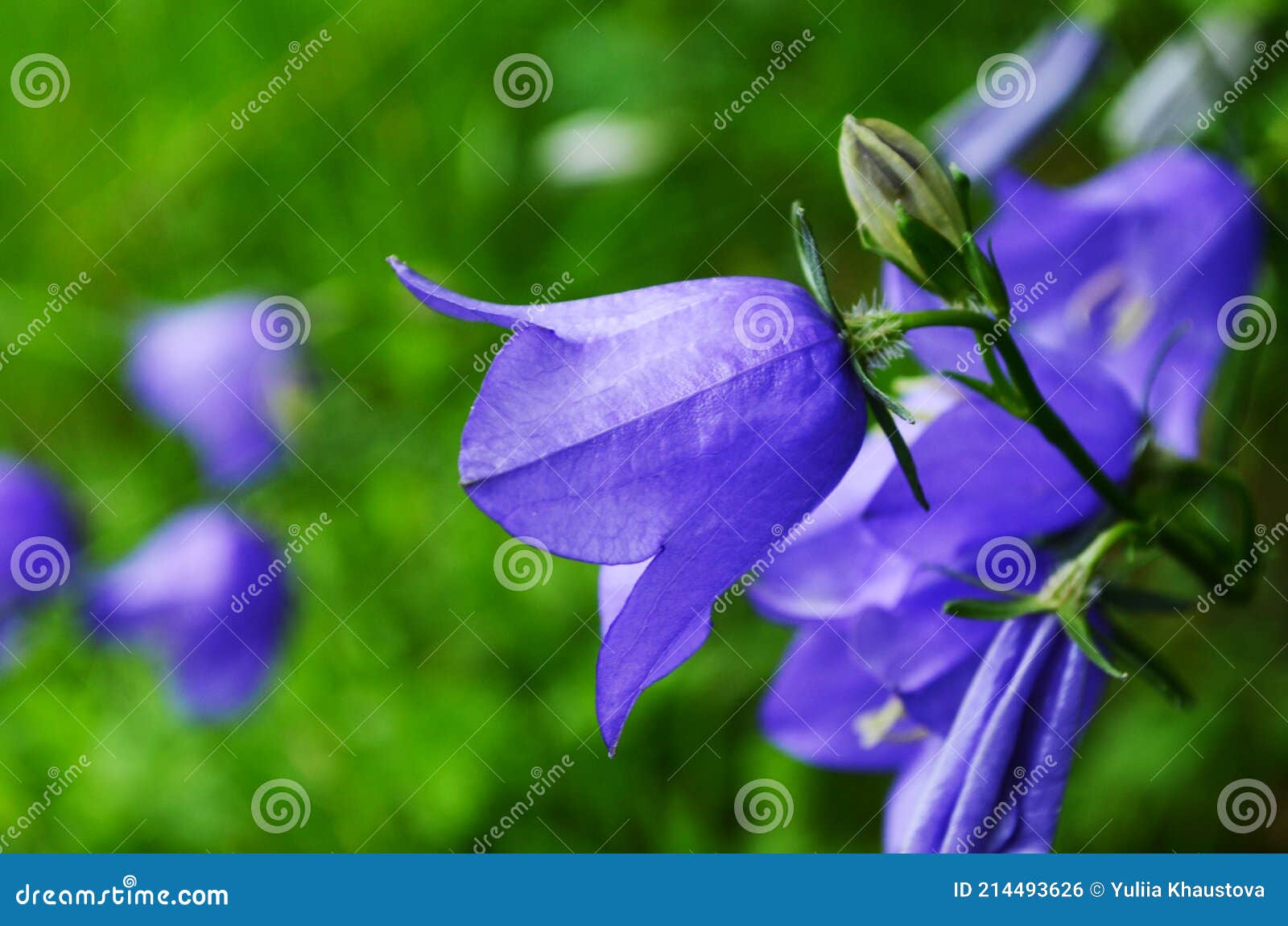 夏天花园绿草间花坛上娇嫩的蓝钟花库存照片 图片包括有材料 蓝色 花卉 乡下 背包 图象