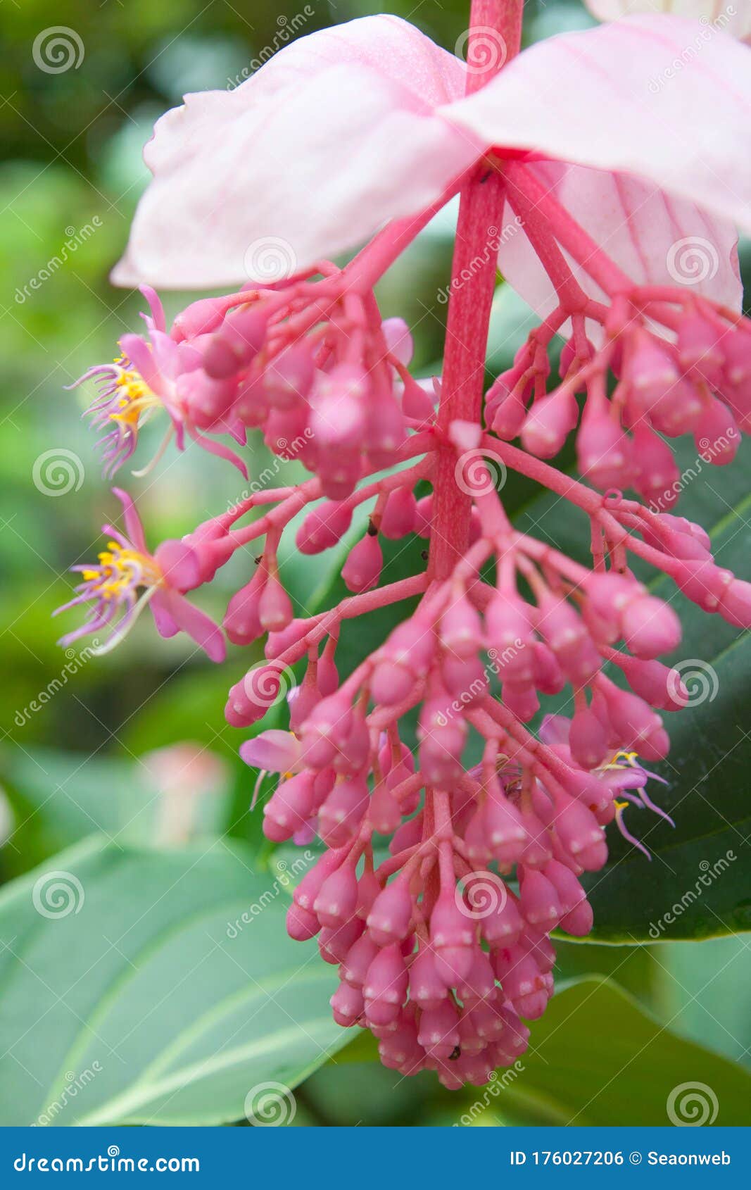 夏天香港公园的花库存照片 图片包括有运行 模糊的 抽象 通路 理事会 住宅 室外 陈列 夏天香港公园的花库存照片 图片包括有运行 模糊的 抽象 通路 理事会 住宅 室外 陈列