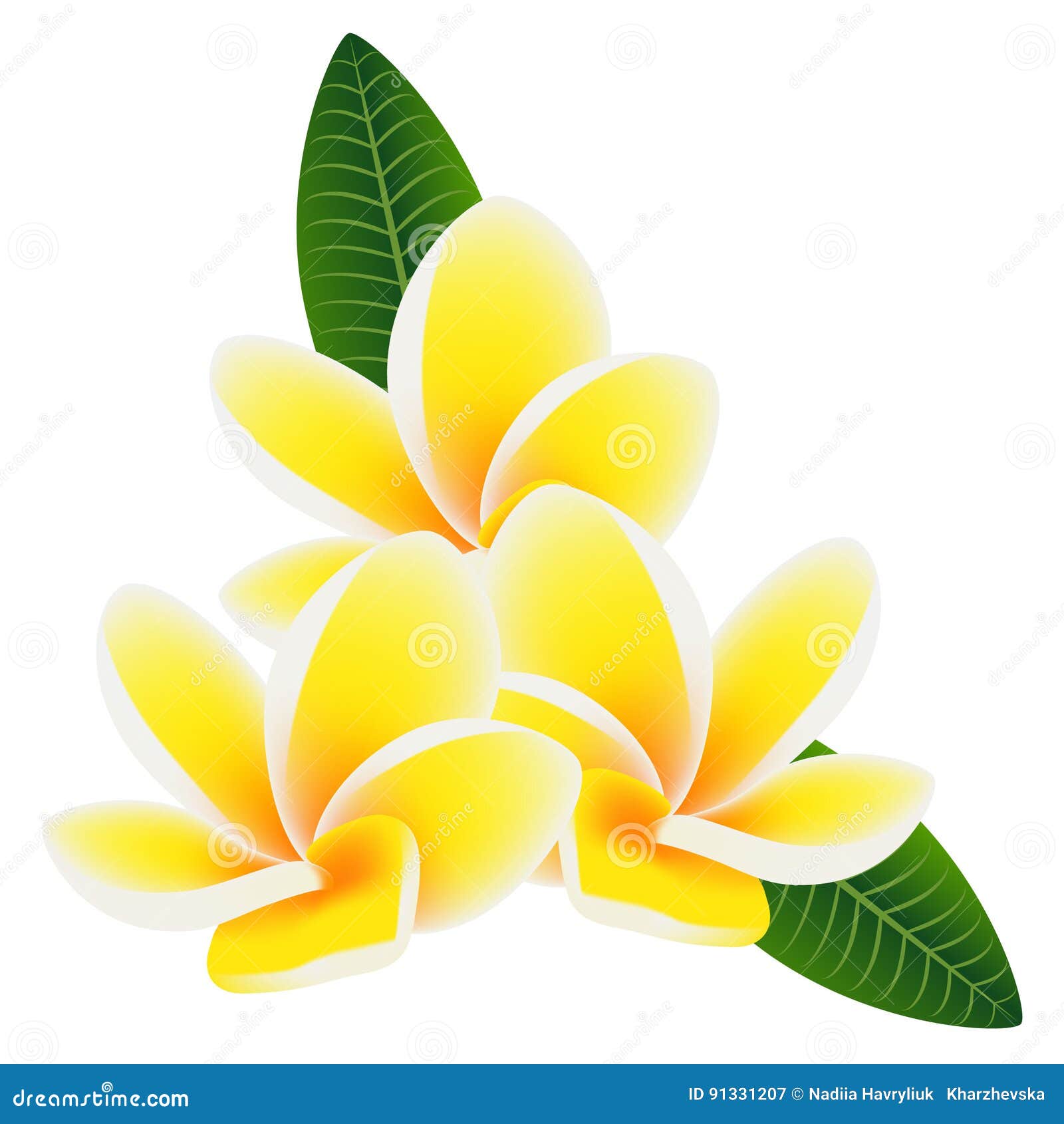 夏威夷花赤素馨花 在白色背景 绿色的羽毛离开向量例证 插画包括有 夏威夷花赤素馨花 在白色背景 绿色的羽毛离开向量例证 插画包括有