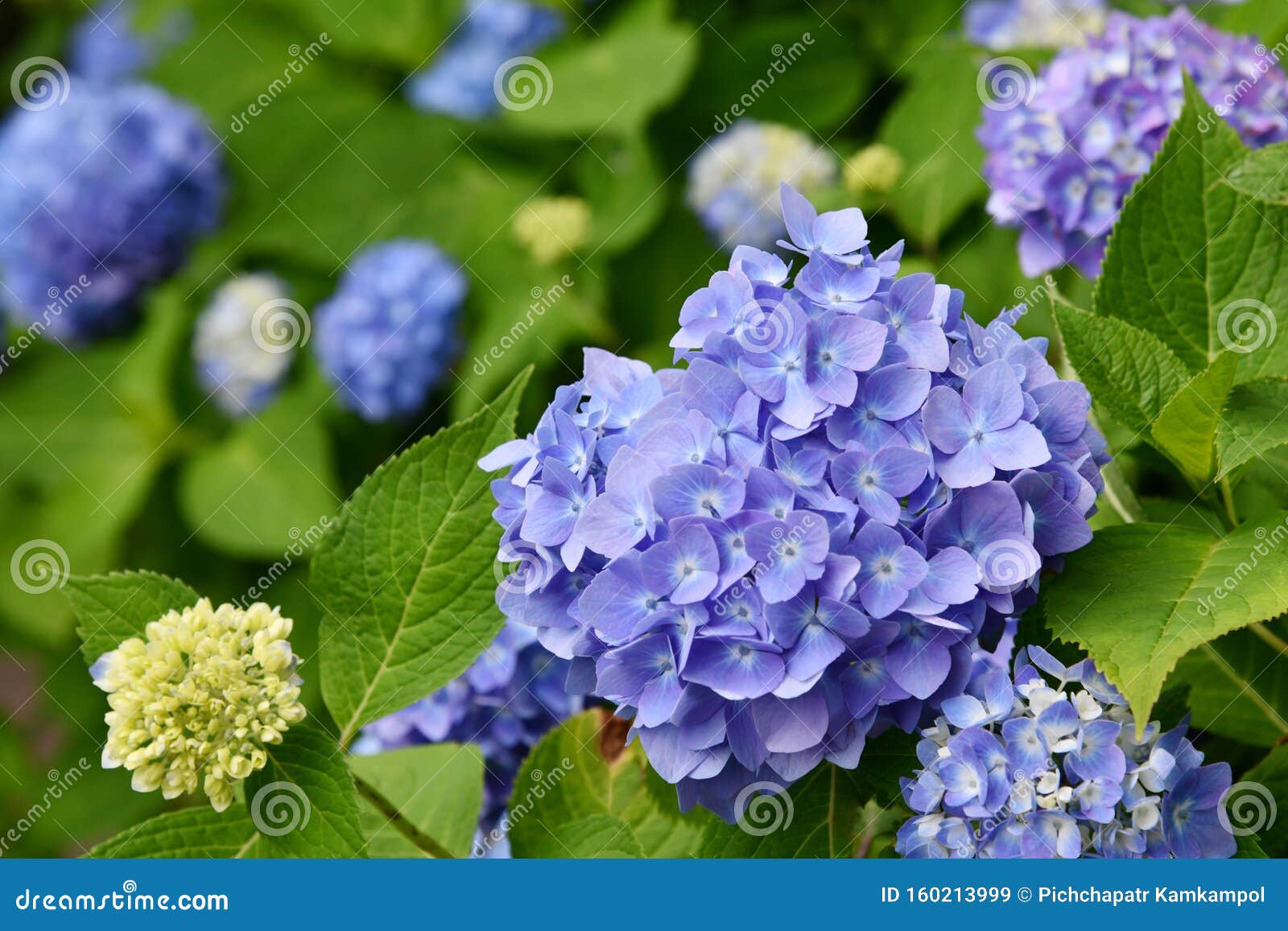 夏季优美的蓝紫色绣球花或锦绣花绣球花库存图片 图片包括有新鲜 自然 庭院 生态 绿色 靠山 夏季优美的蓝紫色绣球花或锦绣花绣球花库存图片 图片包括有新鲜 自然 庭院 生态 绿色 靠山