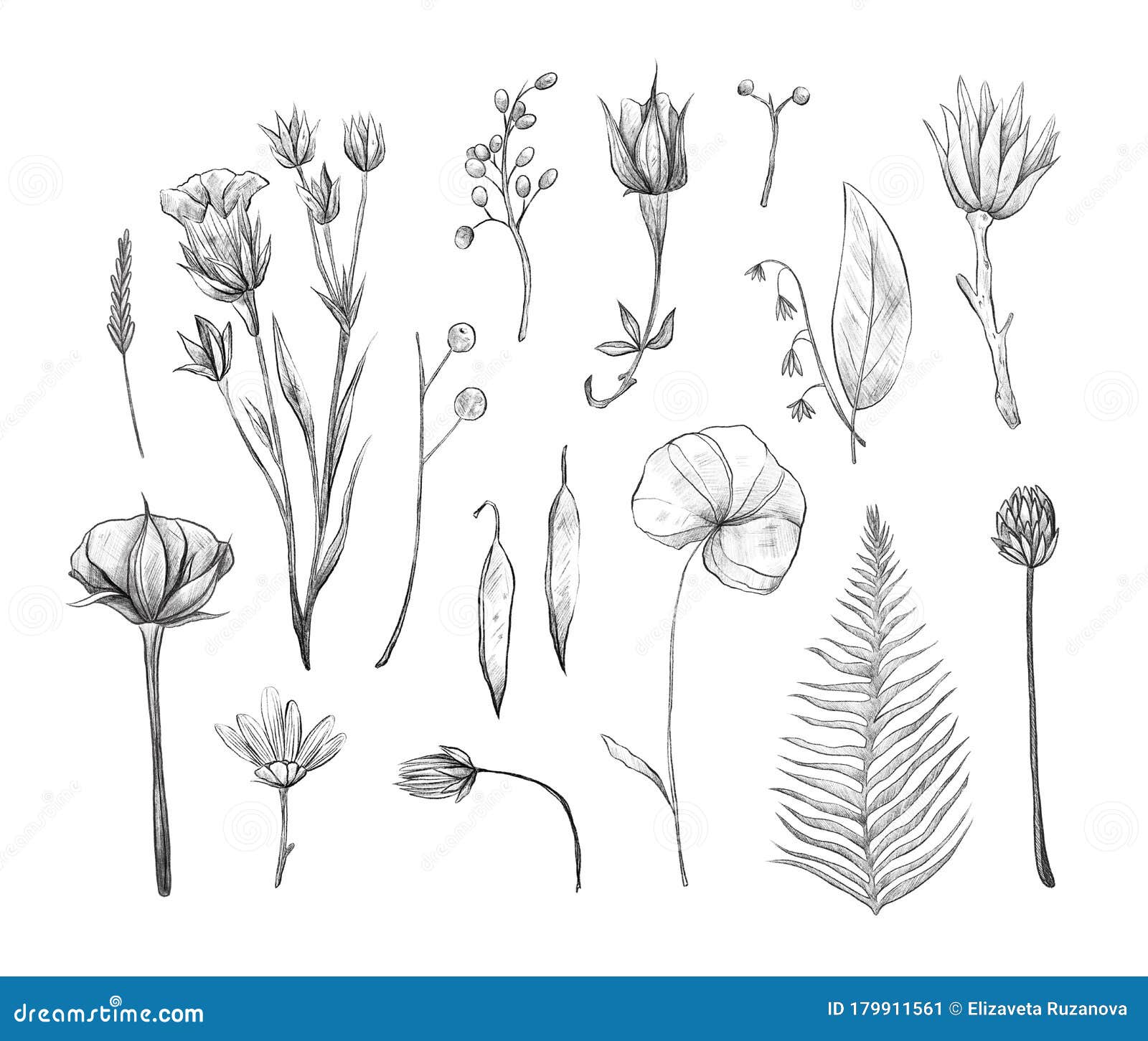 夏日植物标本花和植物 铅笔插图库存例证 插画包括有图标 例证 庭院 叶子 室内植物 邀请