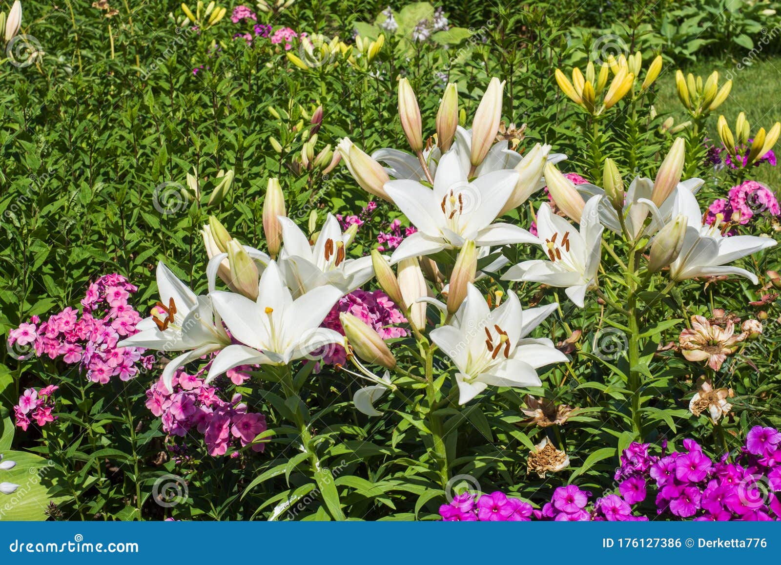 夏日花园中的白百合和不同花库存照片 图片包括有许多 题头 从事园艺 开花 开花的 框架 夏日花园中的白百合和不同花库存照片 图片包括有许多 题头 从事园艺 开花 开花的 框架