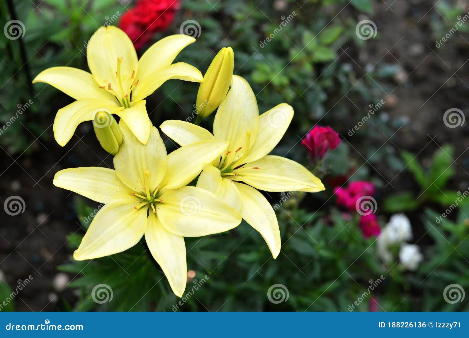 夏日花园里的百合花库存照片 图片包括有工厂 培养 玻色子 花束 装饰 绽放 关闭 照亮 夏日花园里的百合花库存照片 图片包括有工厂 培养 玻色子 花束 装饰 绽放 关闭 照亮