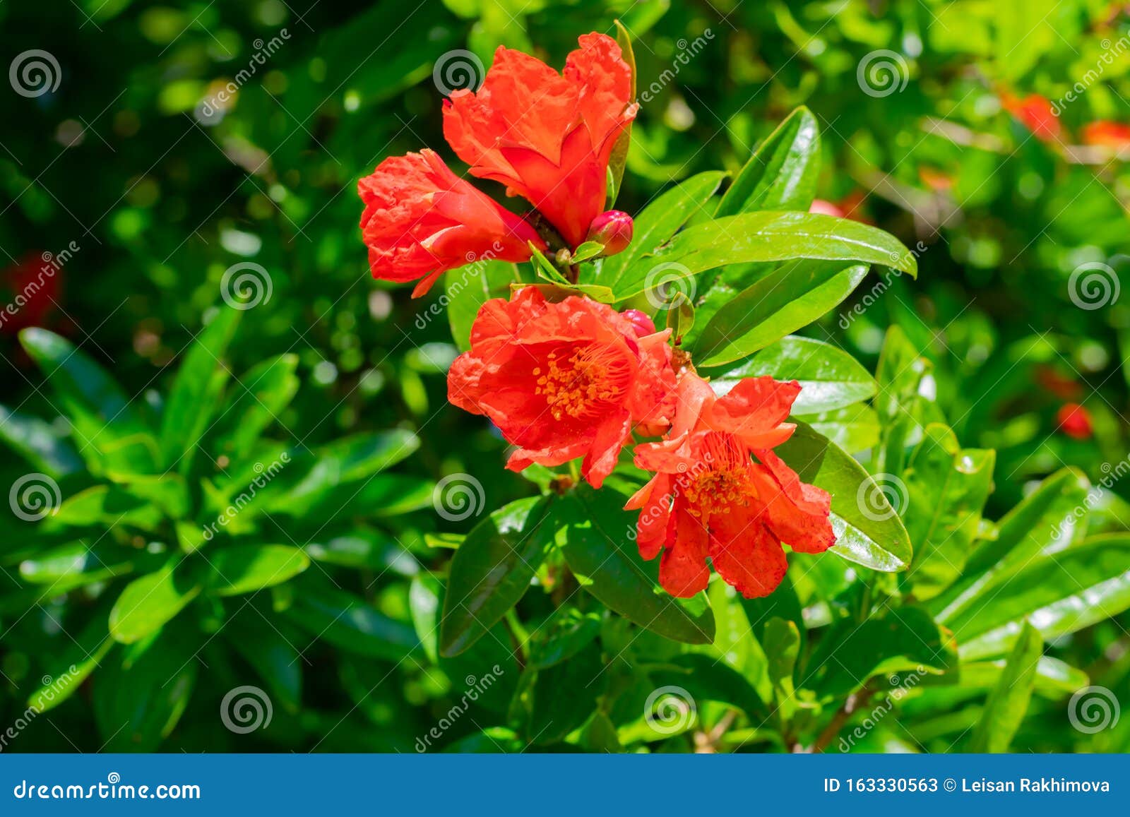 夏日阳光下红石榴花绿叶库存图片 图片包括有种植园 农场 草本 从事园艺 五颜六色 原始