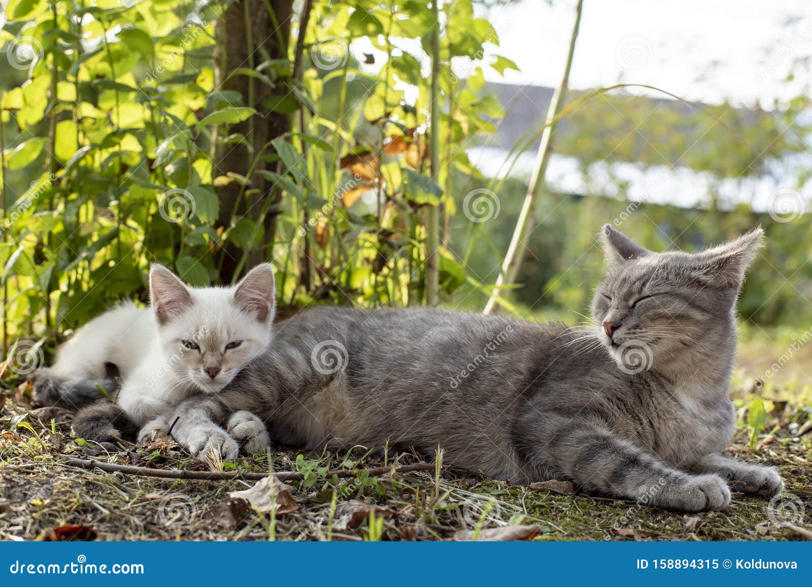 夏日 猫妈在乡下的树荫下 在一只蓝眼睛的严格小猫旁打盹 库存图片 图片包括有