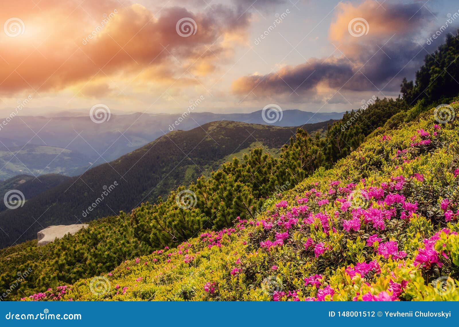 夕阳中壮丽的高山日照下夏山上令人惊叹的粉红杜鹃花库存照片 图片包括有 夕阳中壮丽的高山日照下夏山上令人惊叹的粉红杜鹃花库存照片 图片包括有