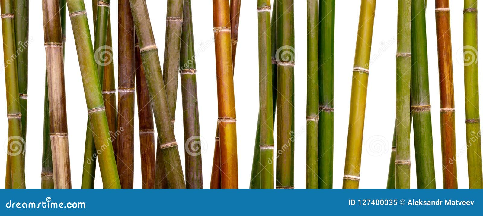 多彩多姿的竹背景 在白色背景隔绝的竹子库存图片 图片包括有森林 日本 捆绑 从事园艺 查出 多彩多姿的竹背景 在白色背景隔绝的竹子库存图片 图片包括有森林 日本 捆绑 从事园艺 查出