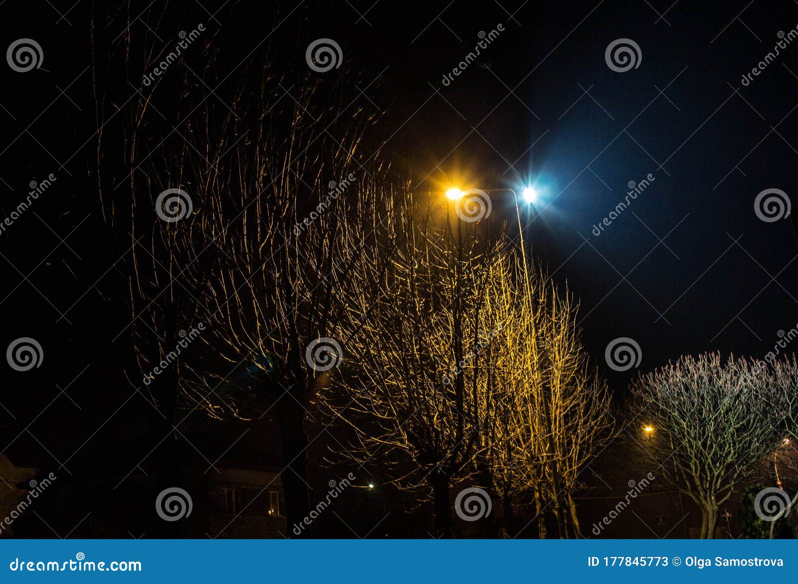 夜景灯笼照明的树木背景库存图片 图片包括有背景 灯笼照明的树木 夜景