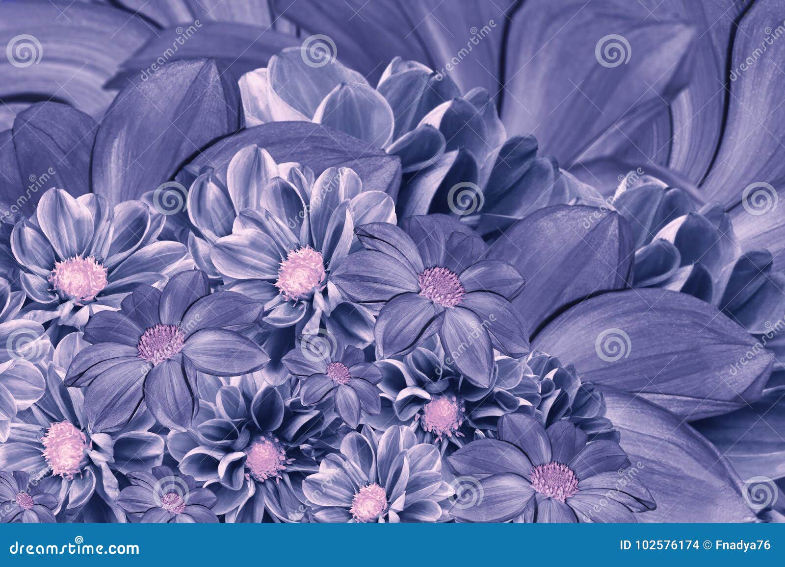 大丽花花花卉青紫罗兰色背景排列明亮的花蓝色大丽花花束库存照片 图片包括有庆祝 特写镜头