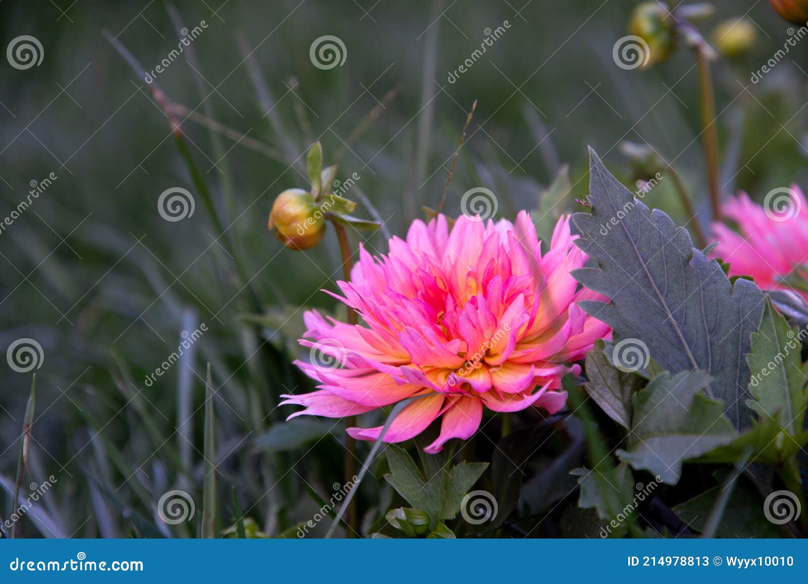 718 櫻花photos Free Royalty Free Stock Photos From Dreamstime 718 櫻花photos Free Royalty Free Stock Photos From Dreamstime