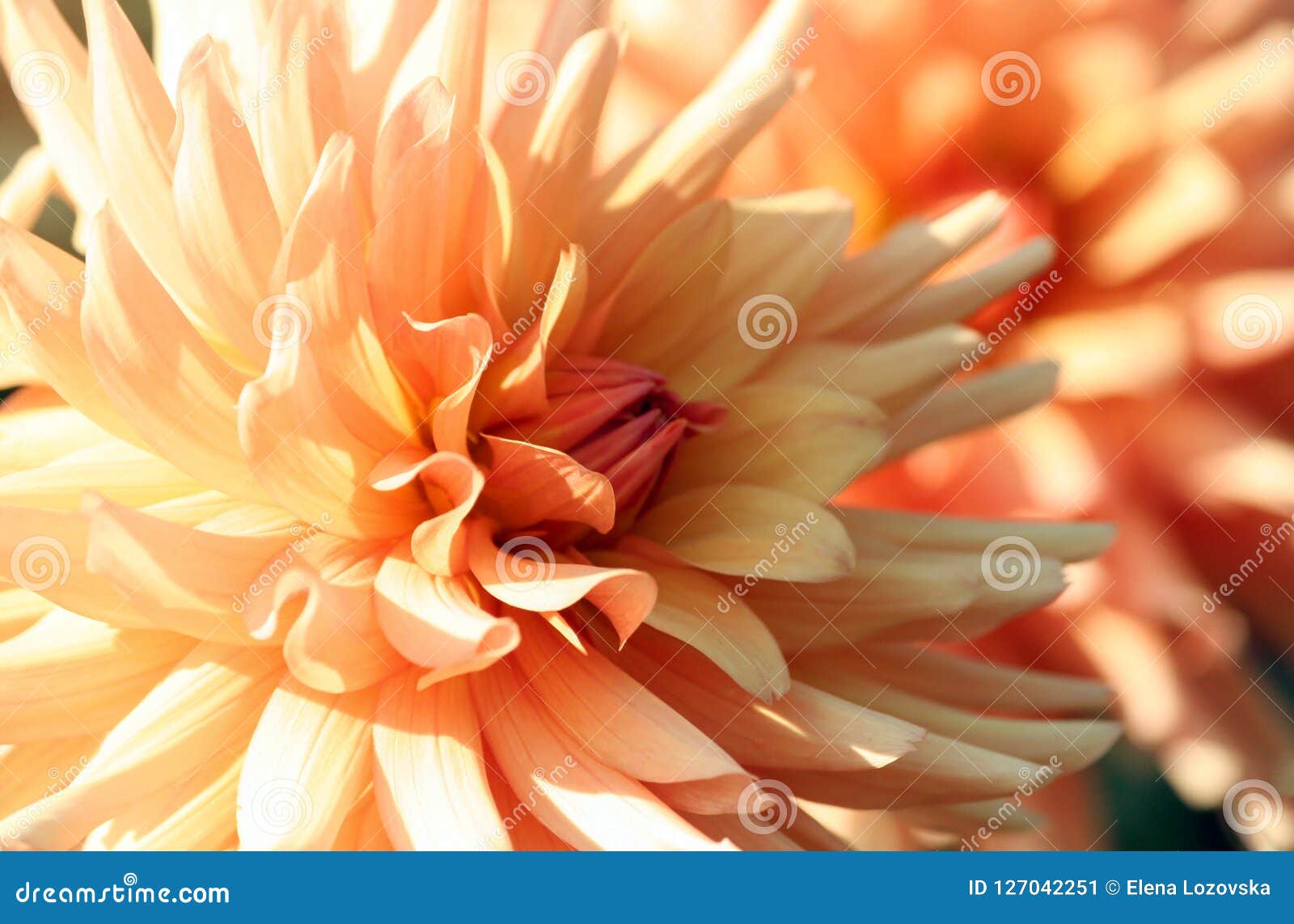 大丽花 菊花 柔和的颜色橙黄花菊科品种库存图片 图片包括有