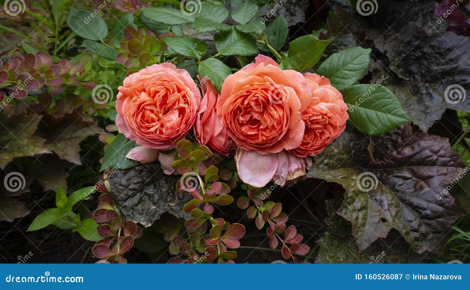 ダウンロード草花英語 ダウンロード草花英語