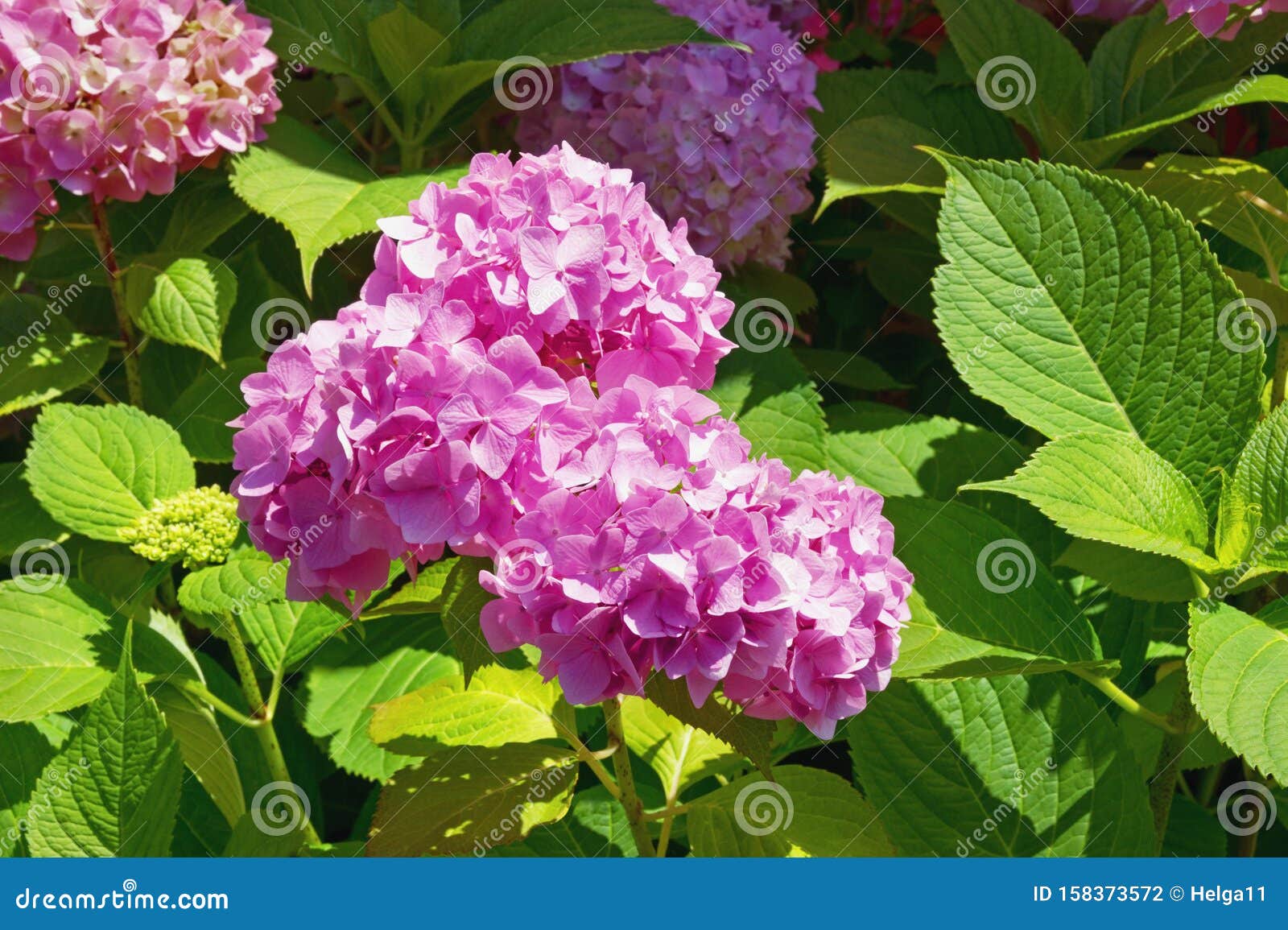 大叶绣球花夏日花卉库存照片 图片包括有