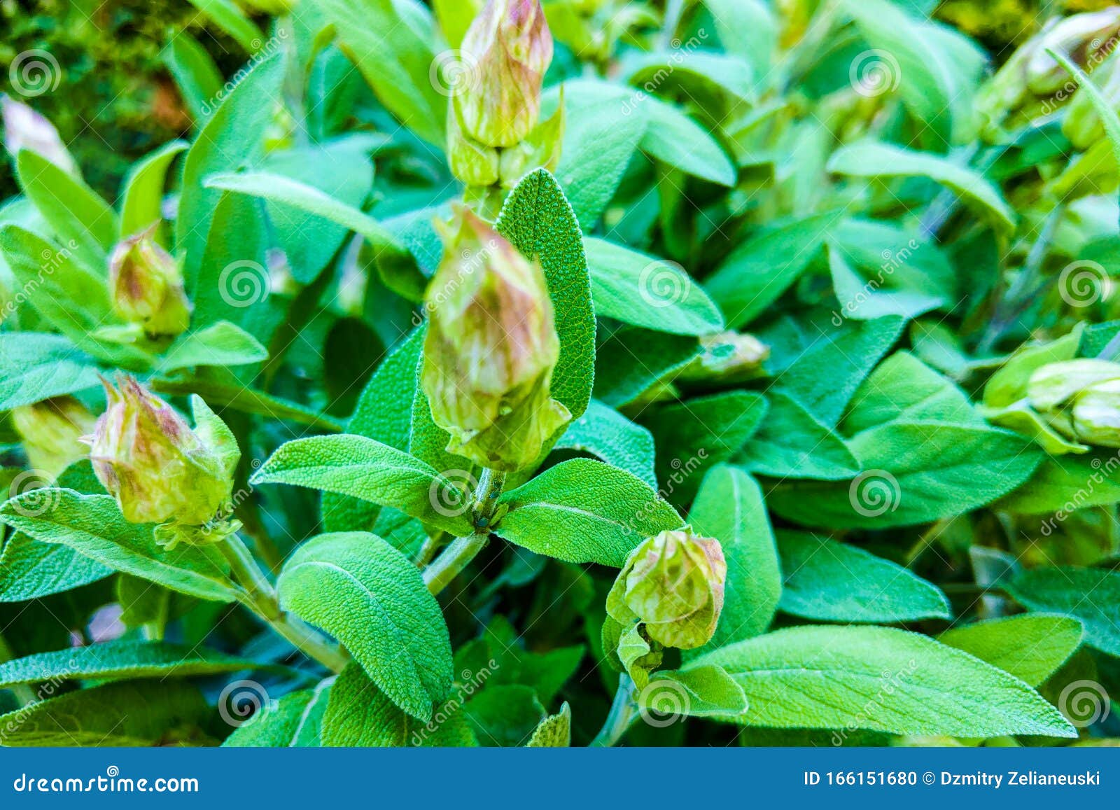 大叶鼠尾草属多年生草本植物和灌木库存照片 图片包括有香味 厨房 烹饪 新鲜 叶子 种族 大叶鼠尾草属多年生草本植物和灌木库存照片 图片包括有香味 厨房 烹饪 新鲜 叶子 种族