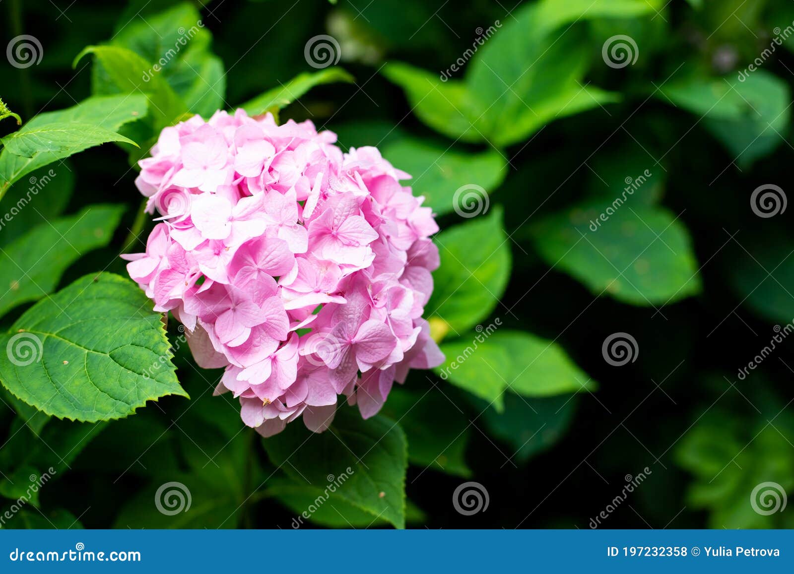 大型深粉色绣球花 八月的夏花鲜艳艳的粉红色绣球花丛库存照片 图片包括有香味 生气勃勃
