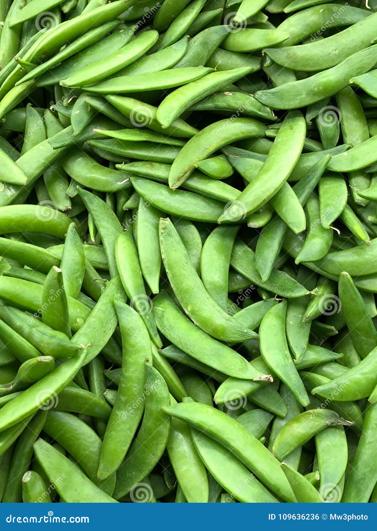 大堆糖荚豌豆填装框架库存照片 图片包括有蔬菜 框架 豌豆 绿色 装载 许多